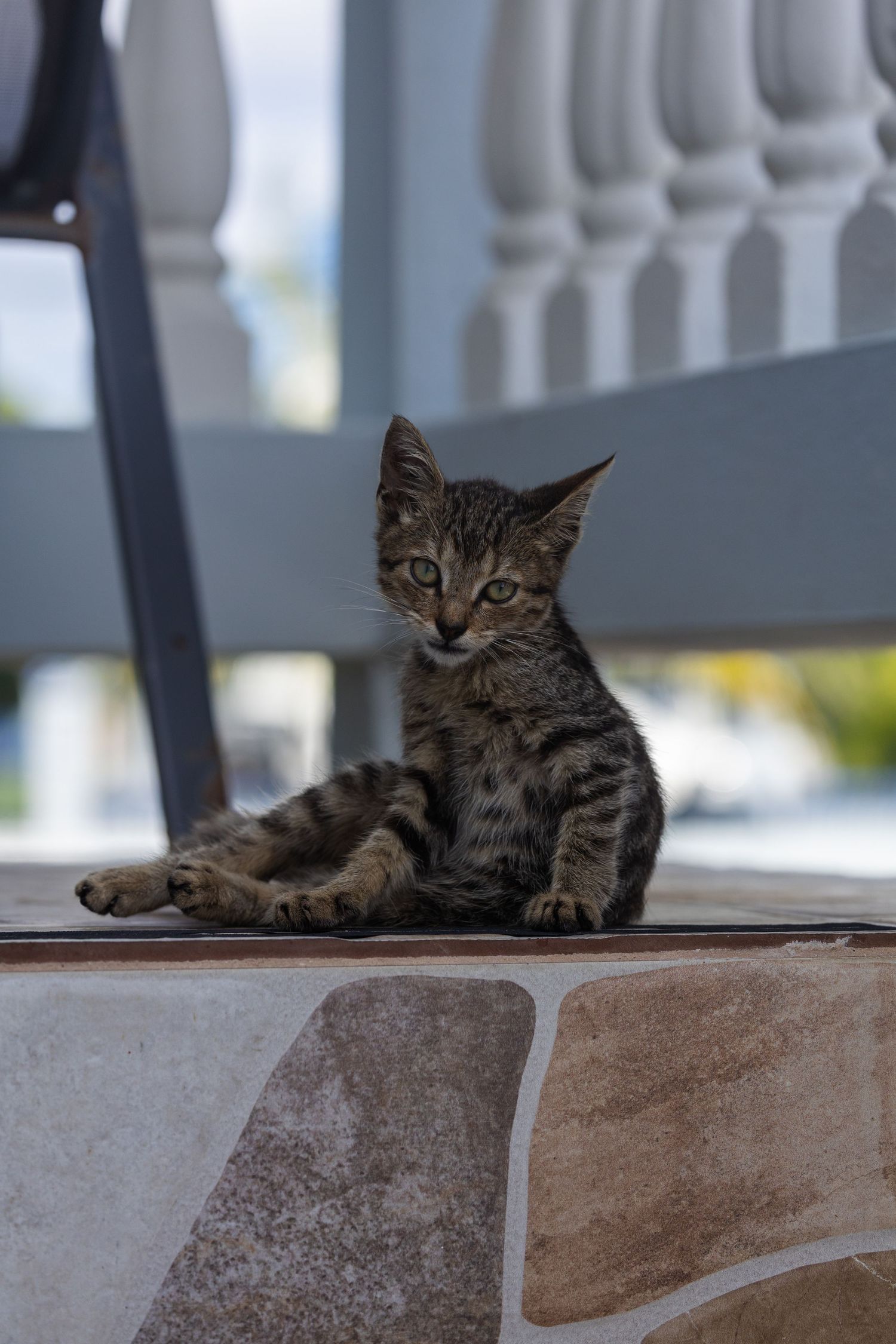 Cat portrait in Puerto Rico