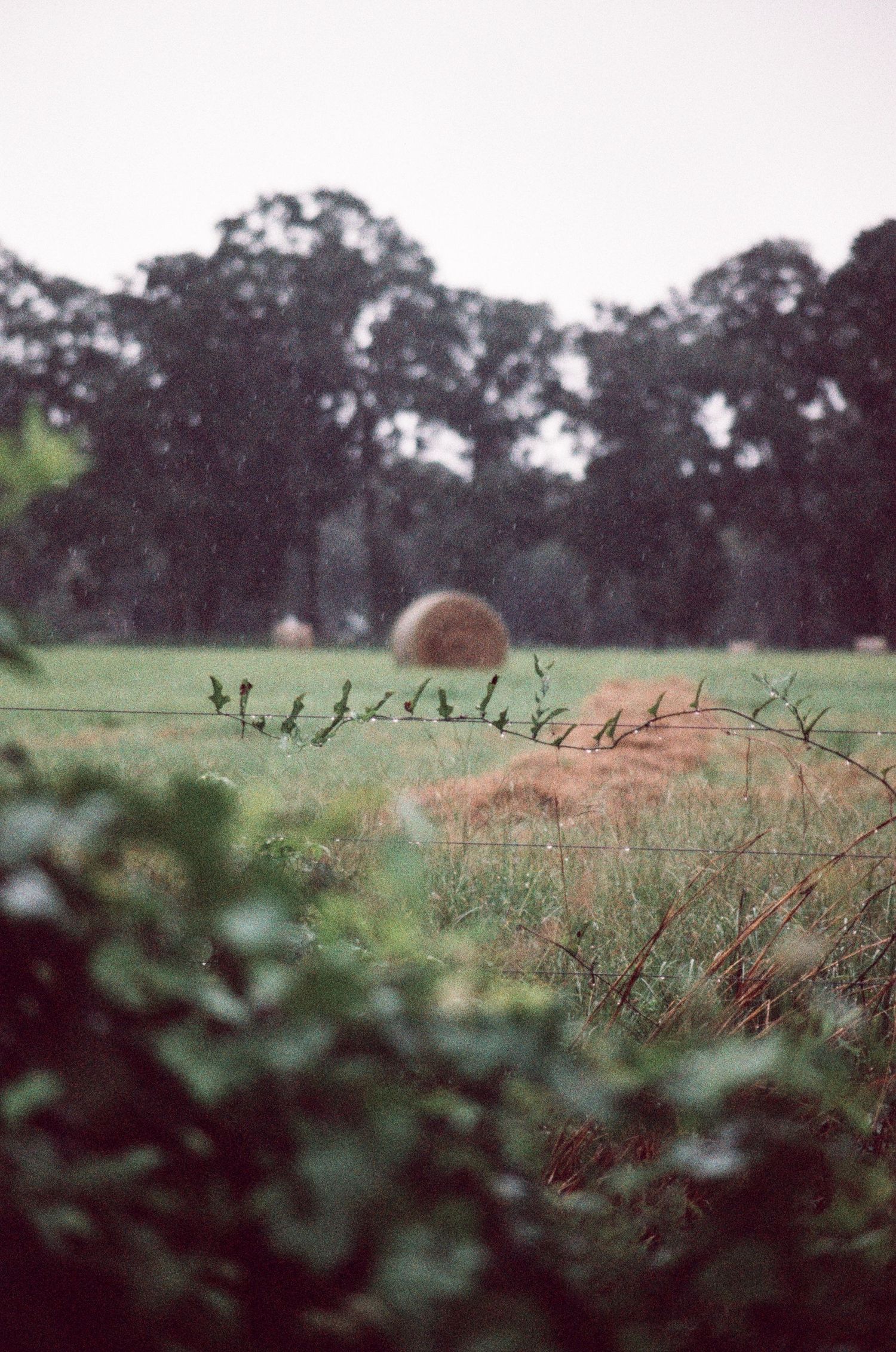 35mm film photo in Gainesville, Florida