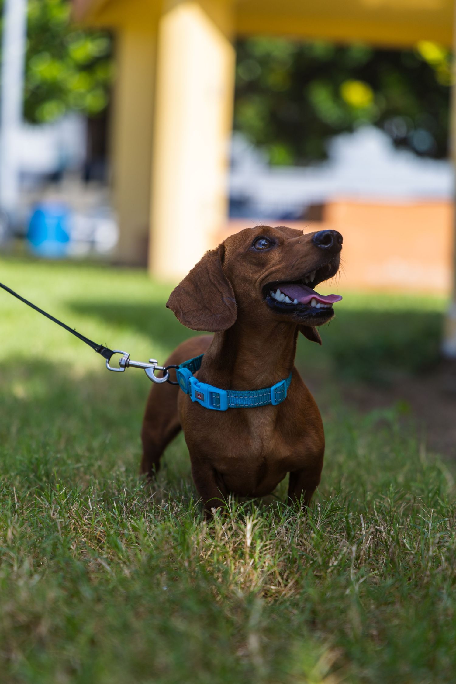 Dog portrait in Puerto Rico