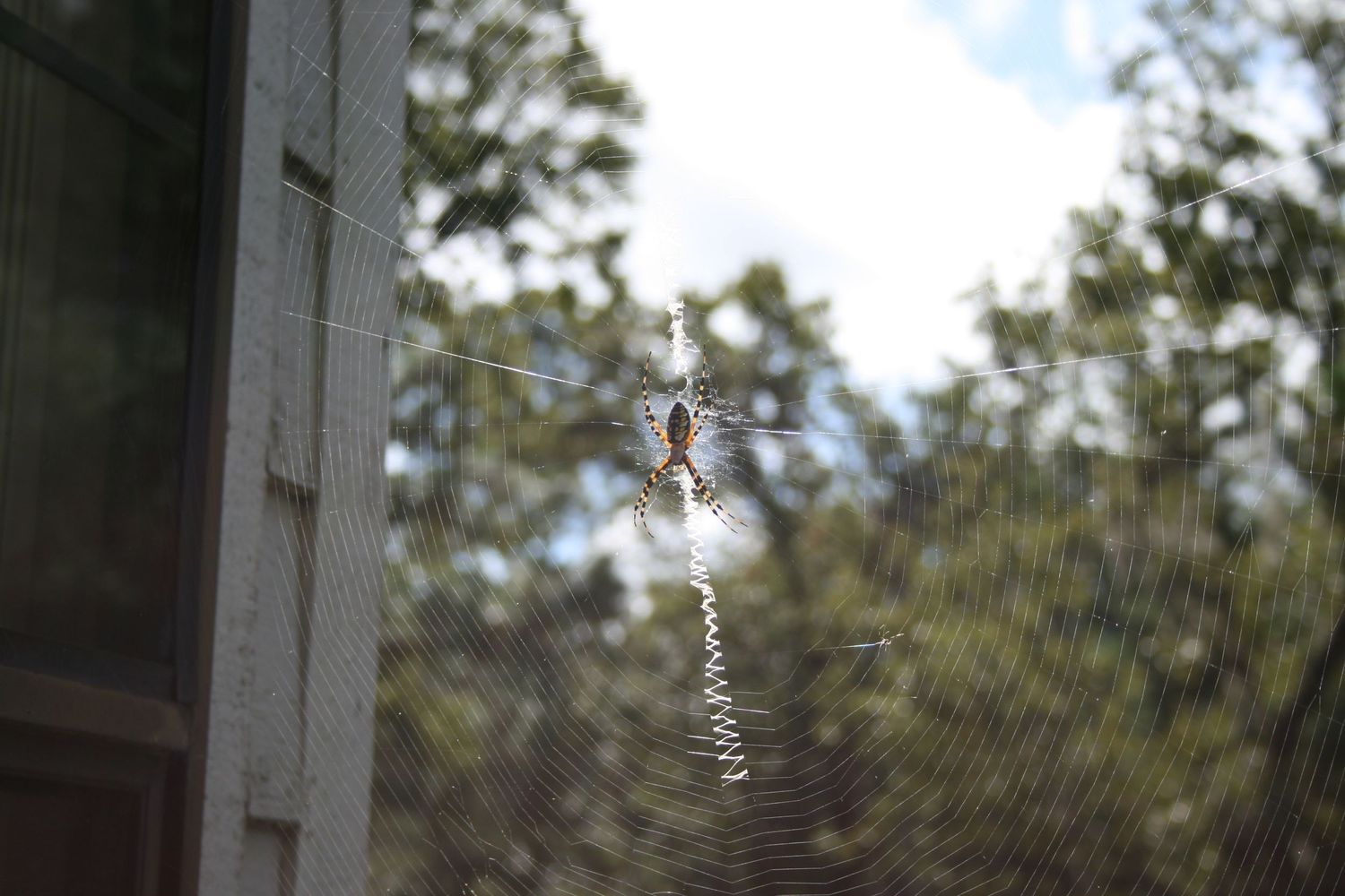Spider photo
