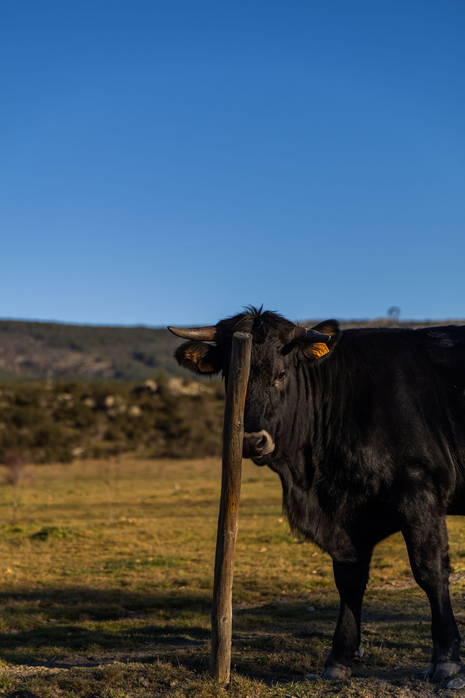 Cow in Madrid, Spain