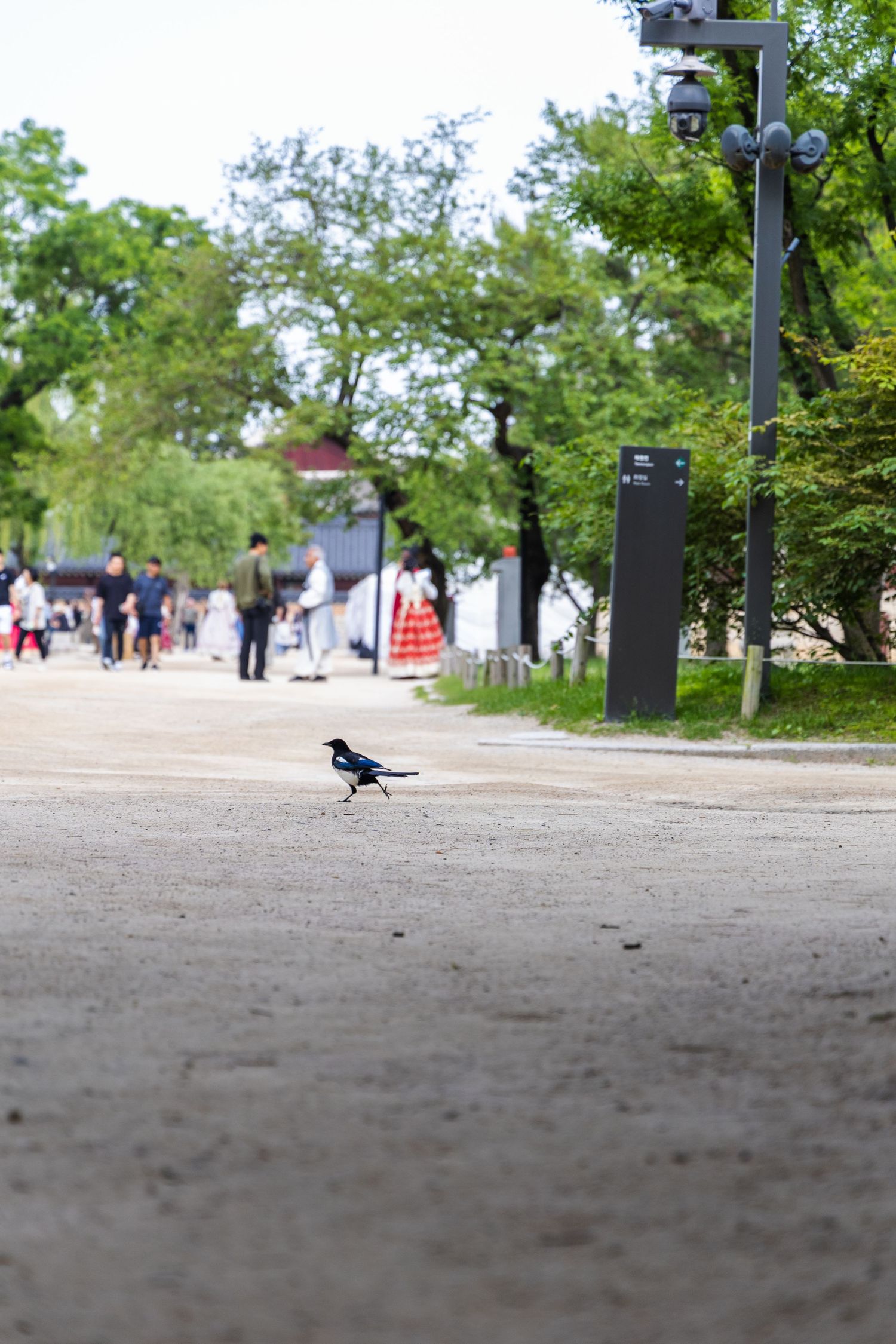 Bird in Gyeongbokgung palace in Seoul, South Korea