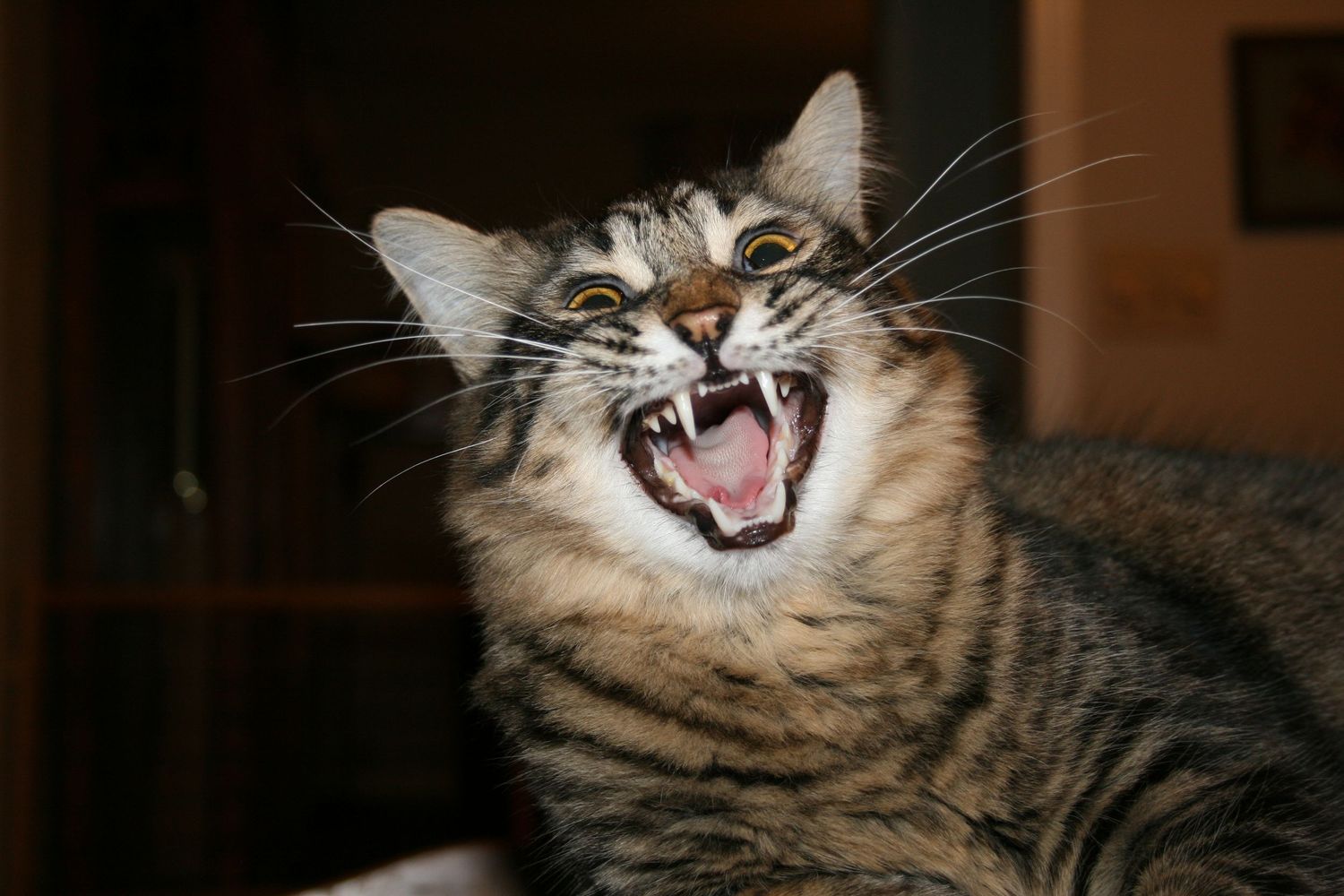 Cat Photo
