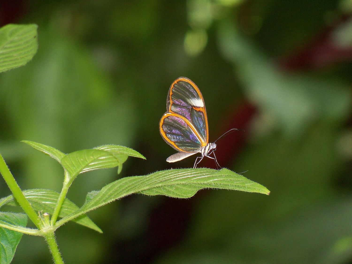 Butterfly photo