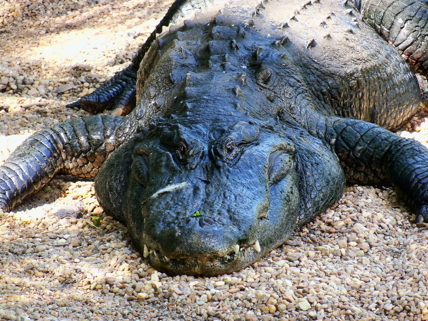 Alligator photo