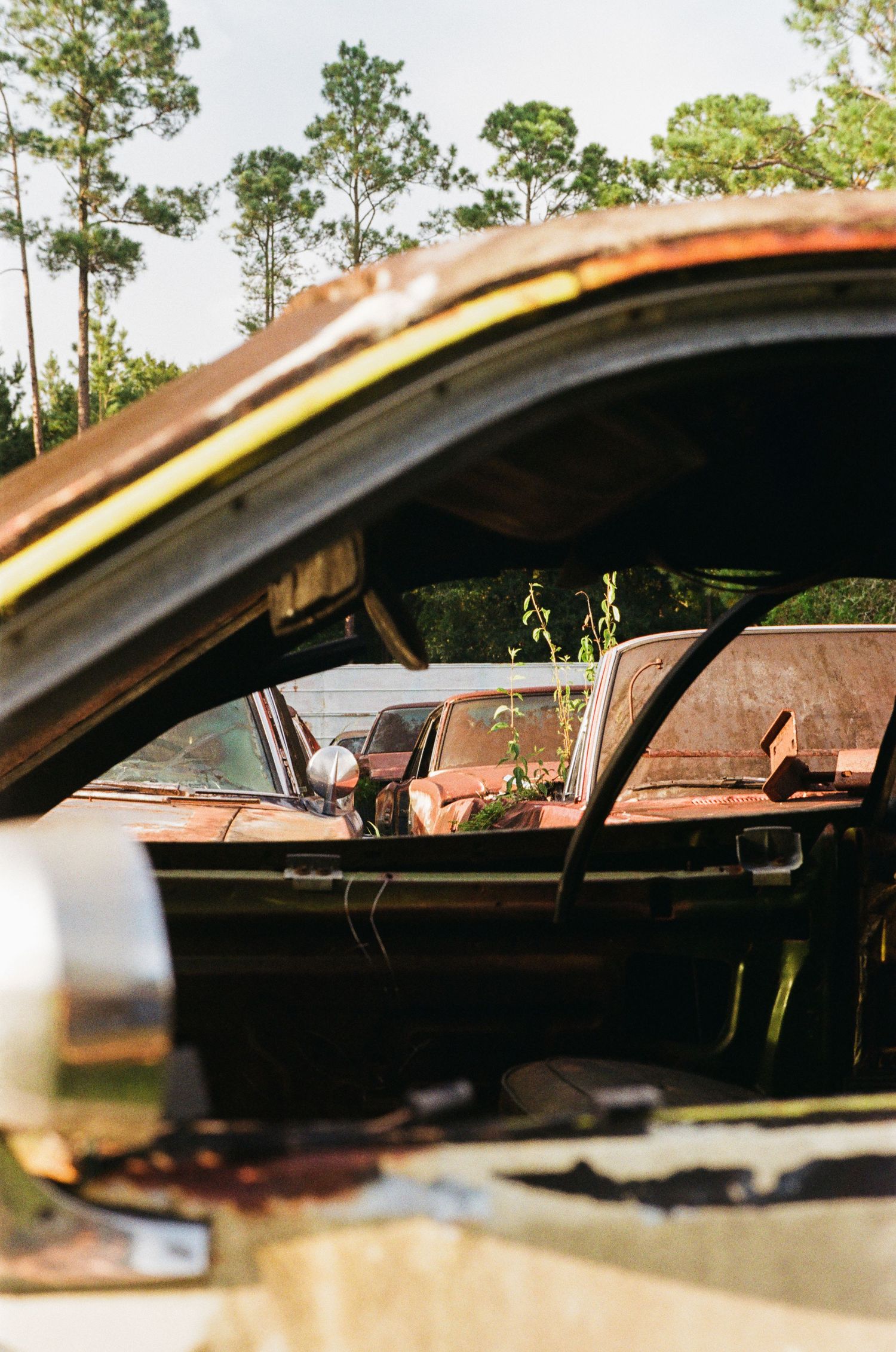 35mm film photo in Gainesville, Florida