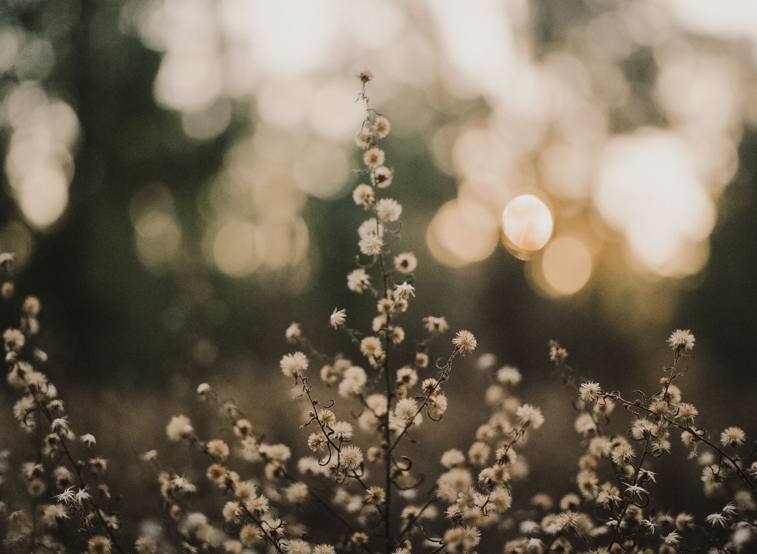 Melbourne film photographer