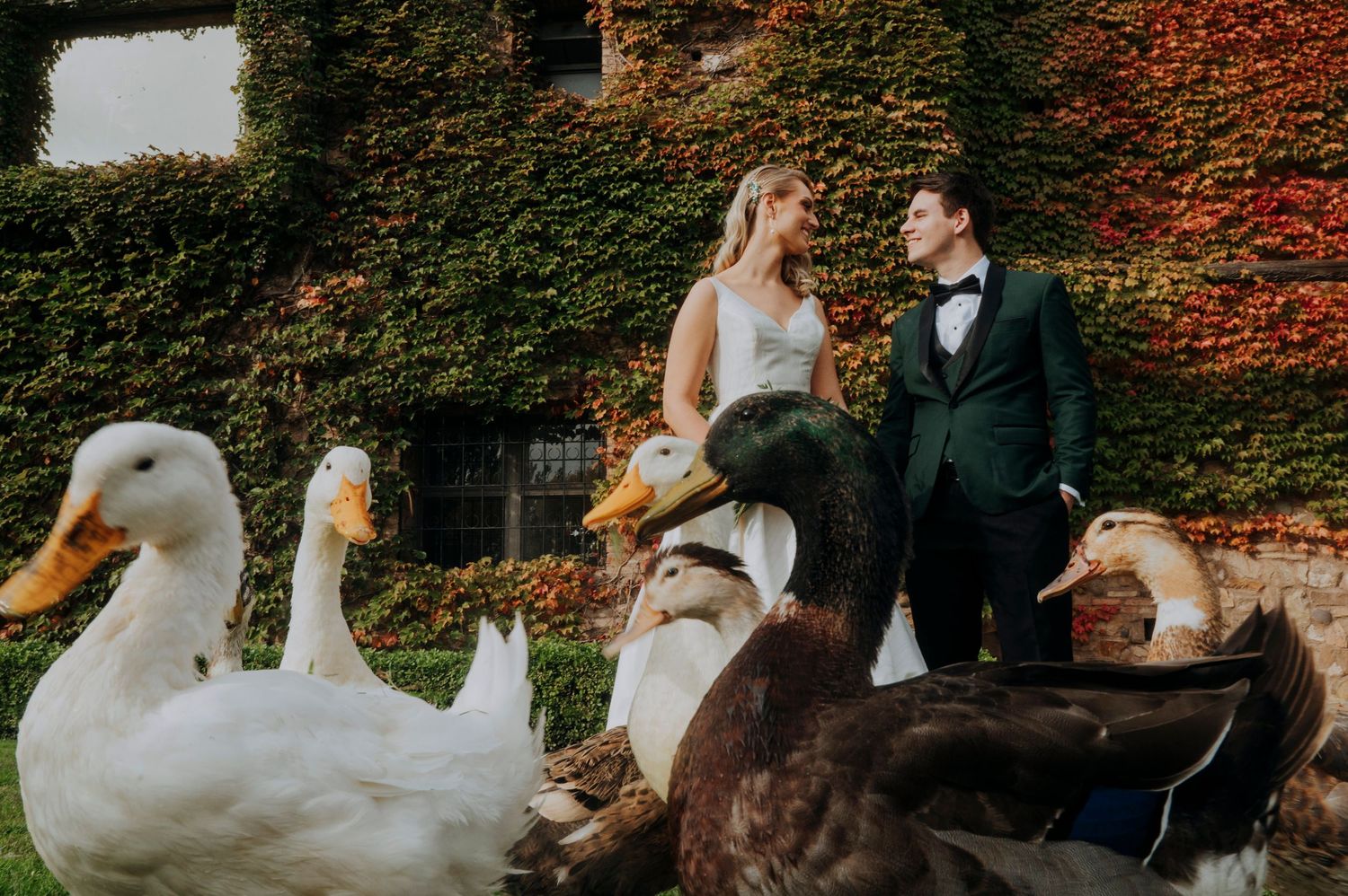 Bride and groom surrounded by ducks in front of an ivy-covered wall with vibrant autumn foliage at their wedding.