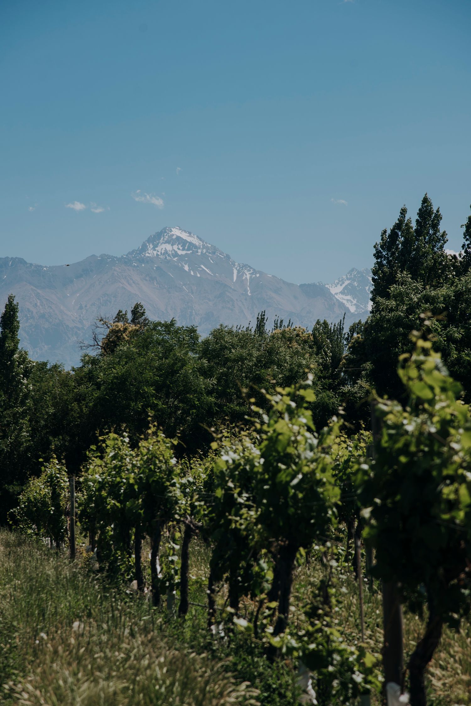 Vineyard rows with lush green vines and a snow-capped mountain peak under a clear blue sky.