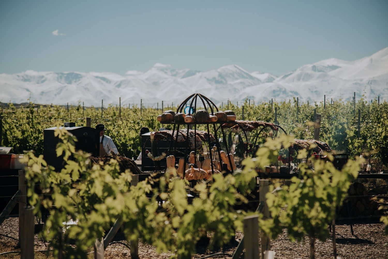 Lush vineyard rows with rustic decor and snow-capped Andes mountains in the background under a clear sky.