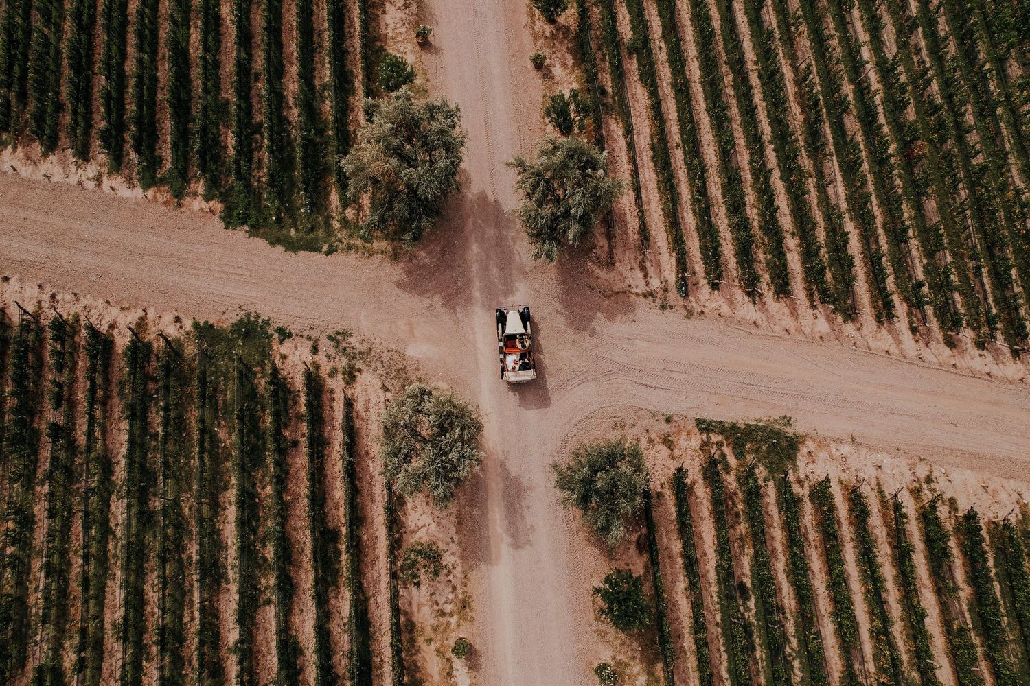 Aerial view of wedding couple riding in vehicle through vineyard dirt road crossroads.