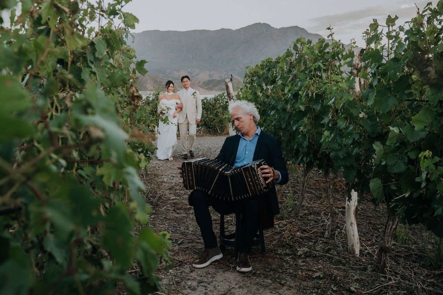 Accordion musician plays among vineyard rows as wedding couple poses in background at winery.