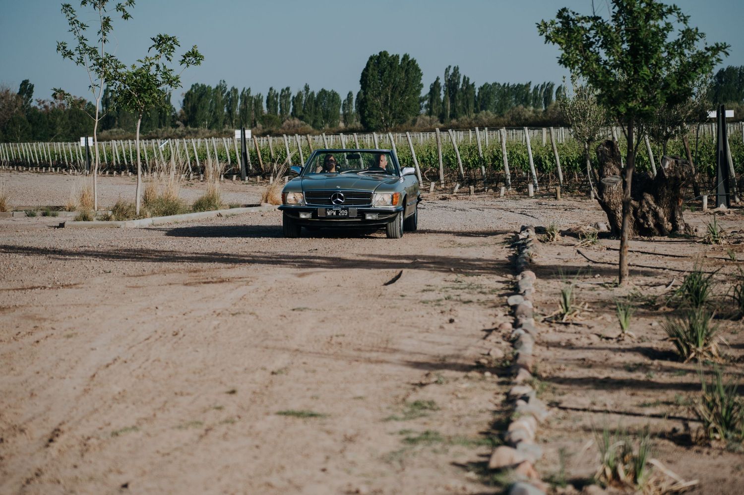 A vintage Mercedes-Benz car drives along a dirt road through a scenic vineyard on a sunny day.