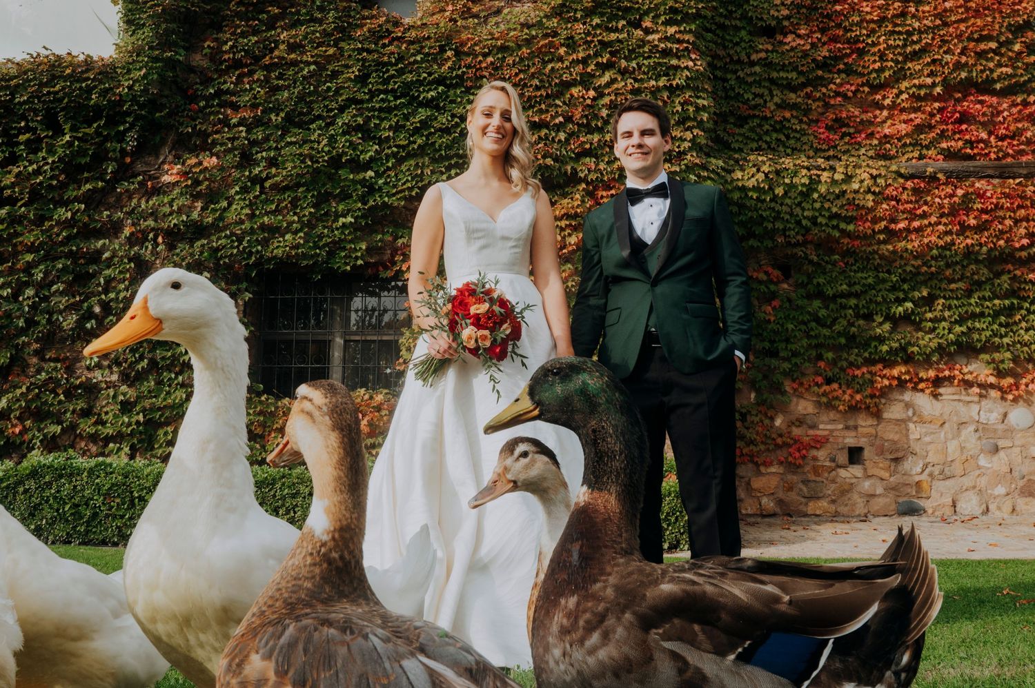 Bride and groom holding hands outdoors with geese in foreground, ivy-covered stone wall backdrop.