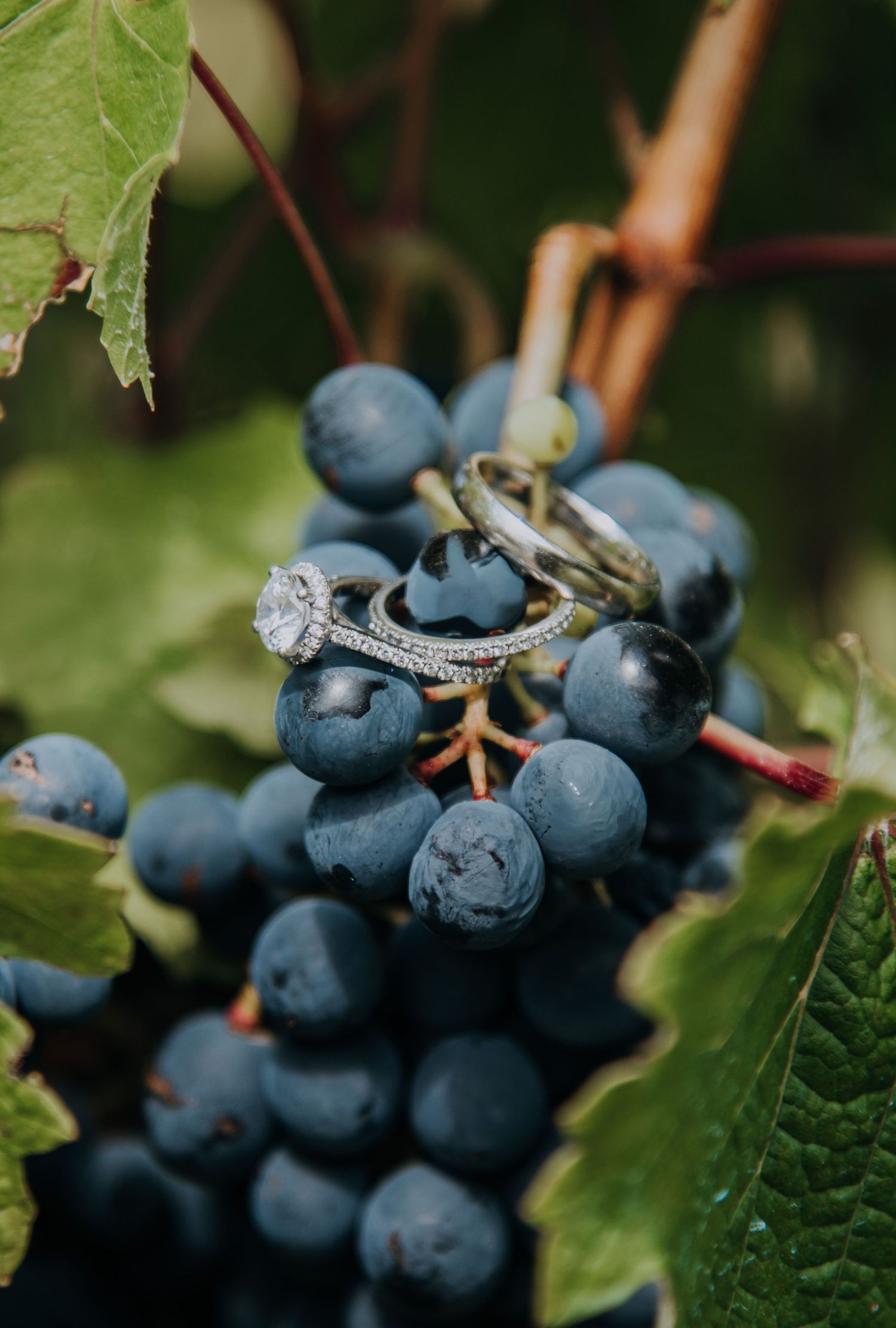 Diamond engagement and wedding rings resting on a cluster of dark blue grapes on a vine.
