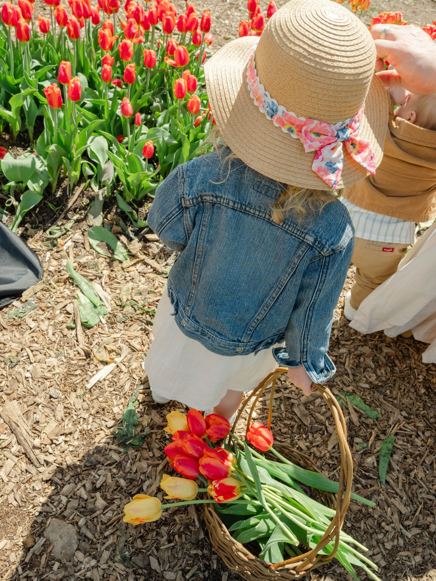 Young girl in straw hat and denim jacket placing red tulips into wicker basket in field.