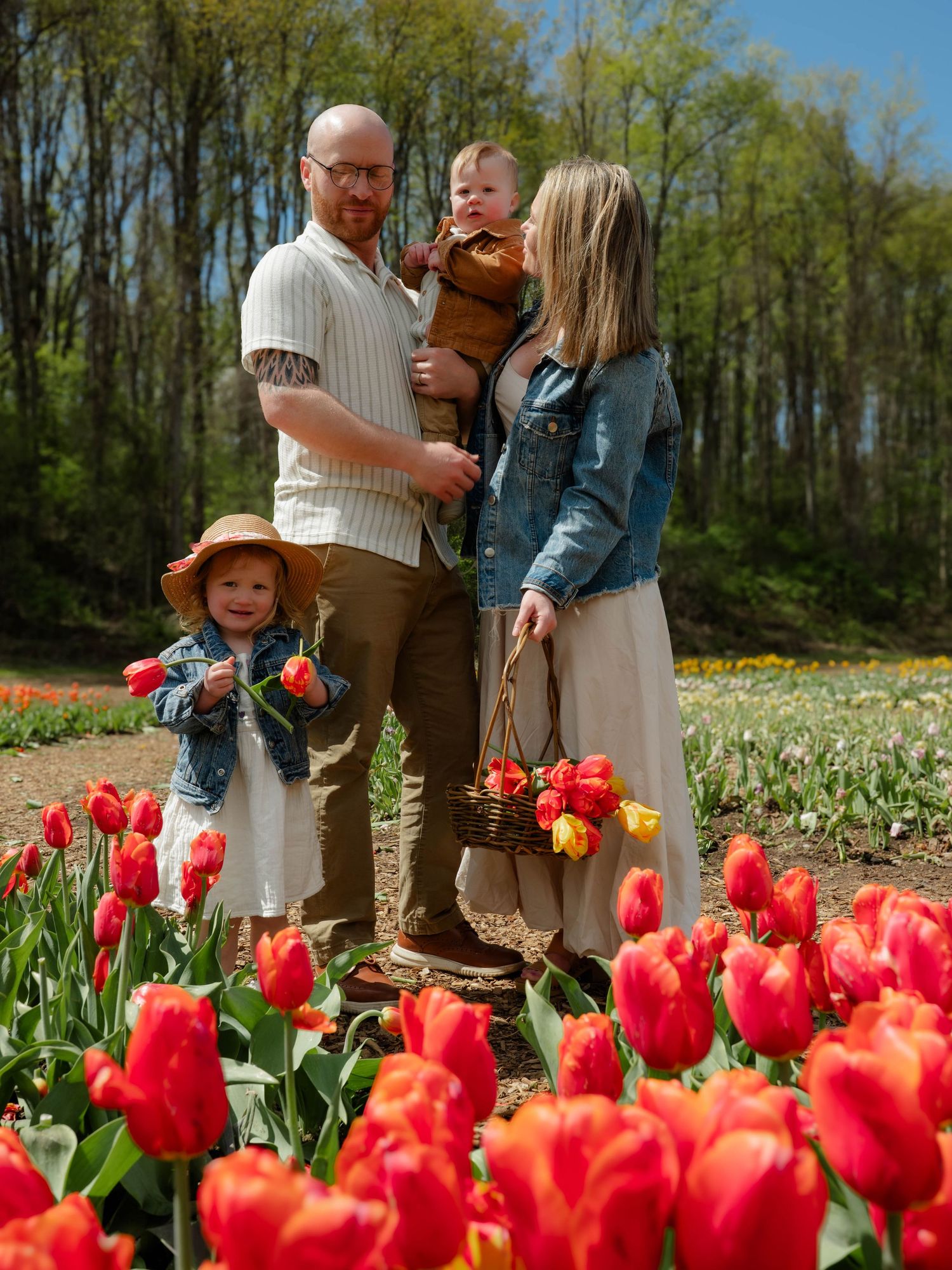 Family of four standing among red tulips holding baby and basket of picked flowers.