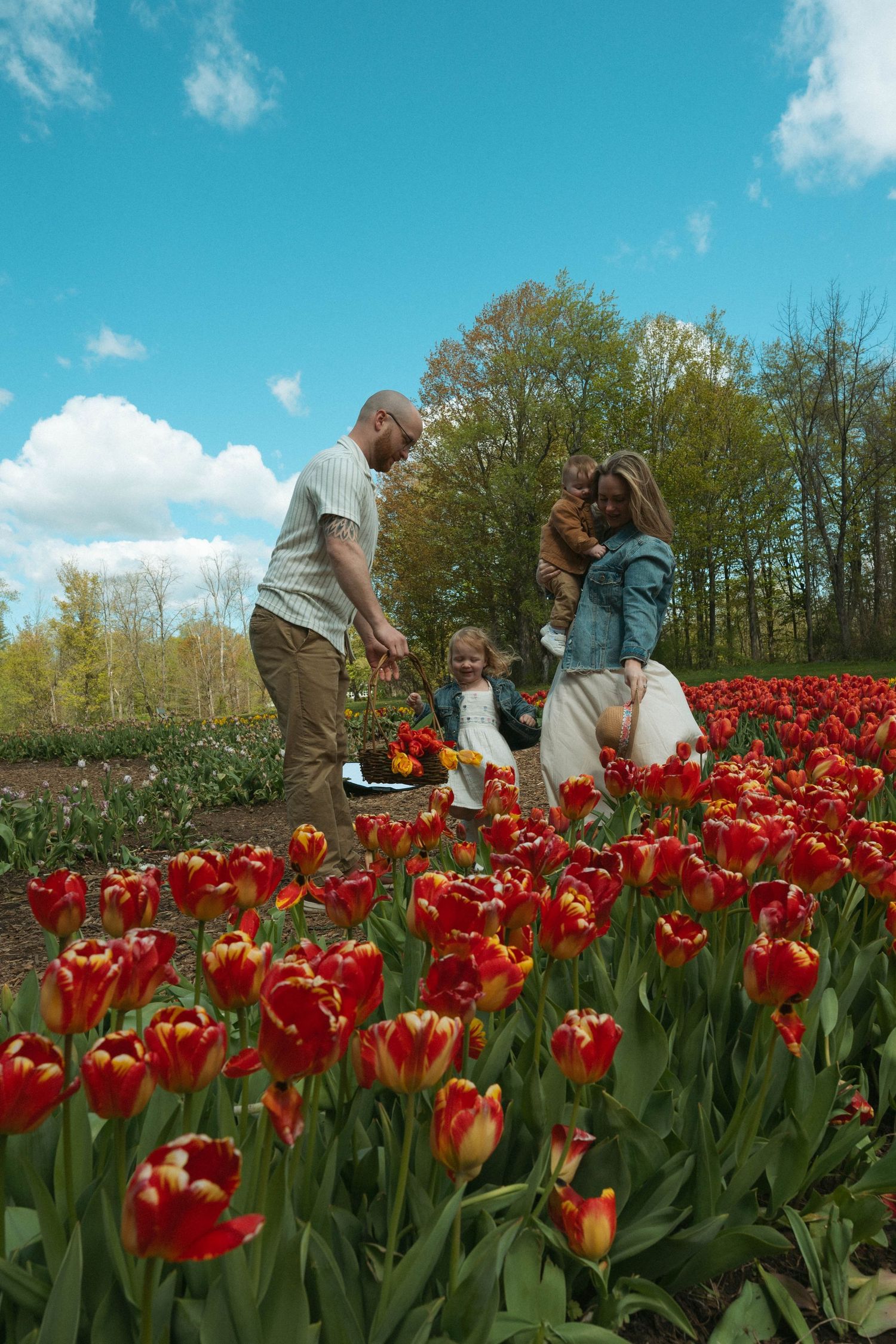 Family of four enjoying a vibrant red tulip field on a sunny spring day.