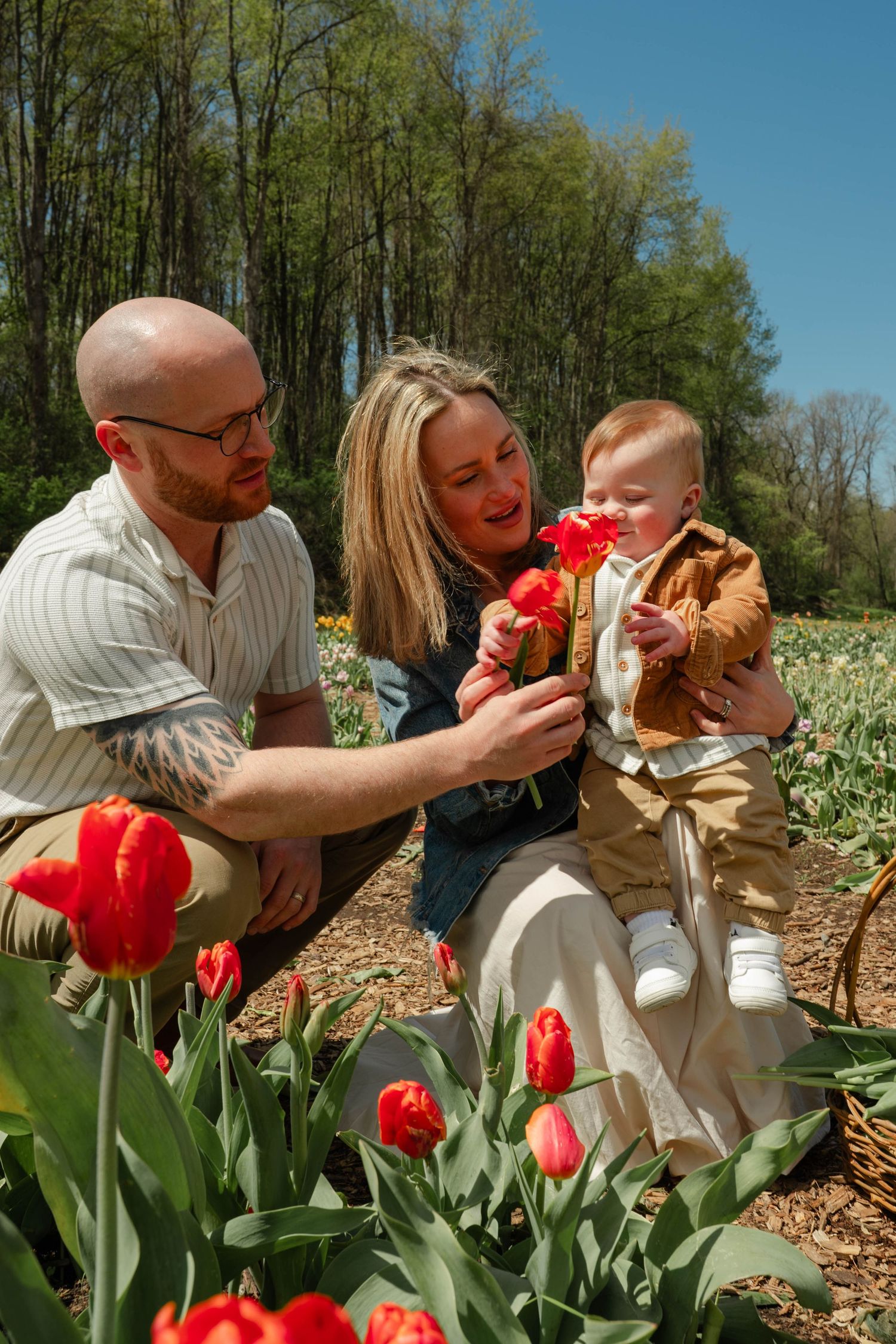 Parents helping baby smell red tulip in sunny spring flower field on bright day.