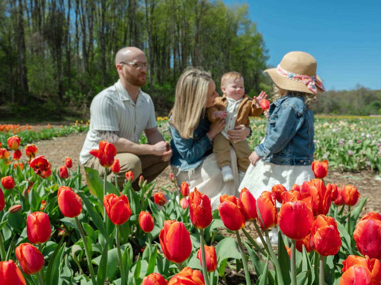 Family of four interacting joyfully among vibrant red tulips in sunny spring flower field.
