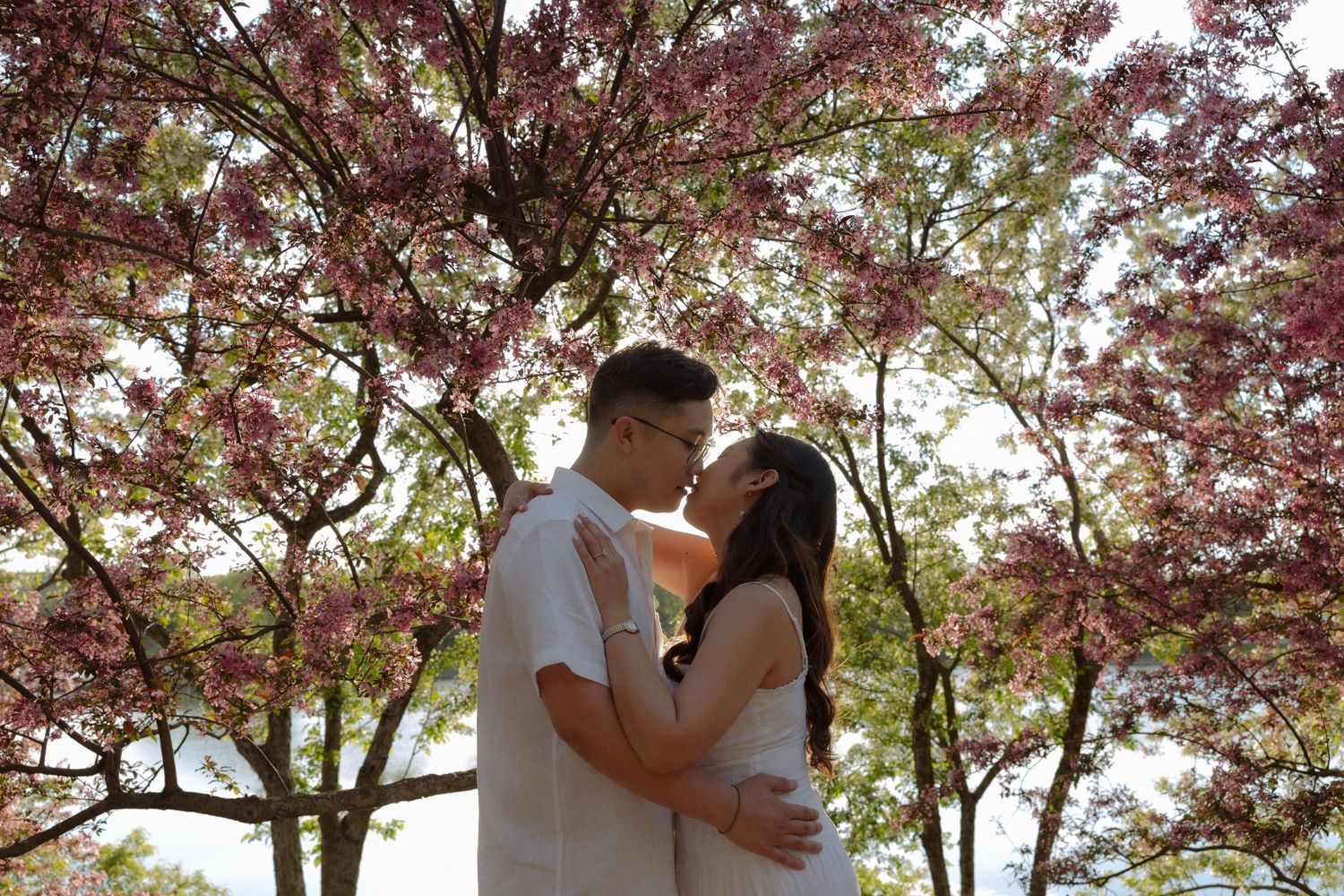 Couple sharing a romantic kiss under blooming pink cherry blossom trees in a lush garden setting.