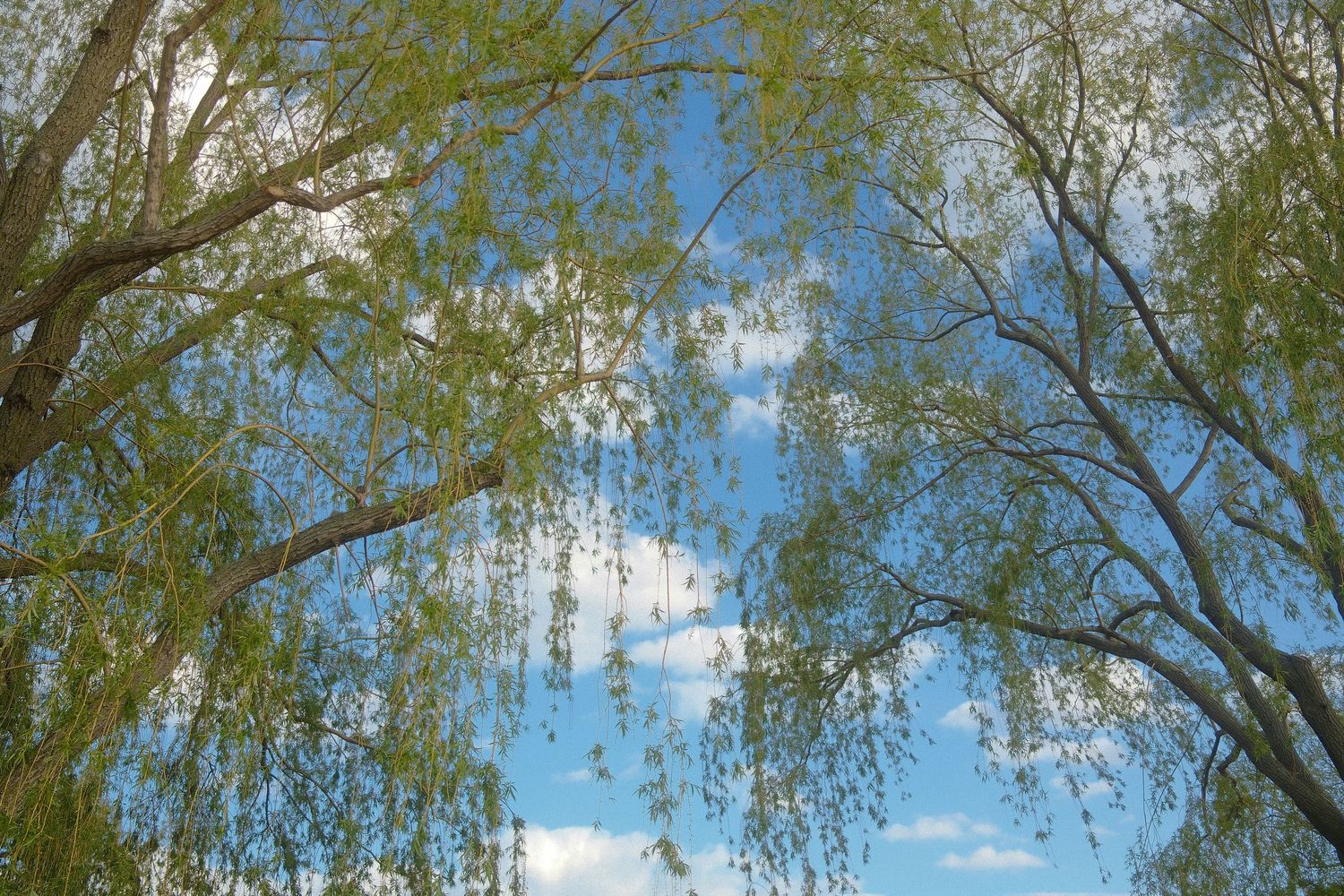 Looking up through drooping willow tree branches with fresh green leaves against a blue sky with white clouds.