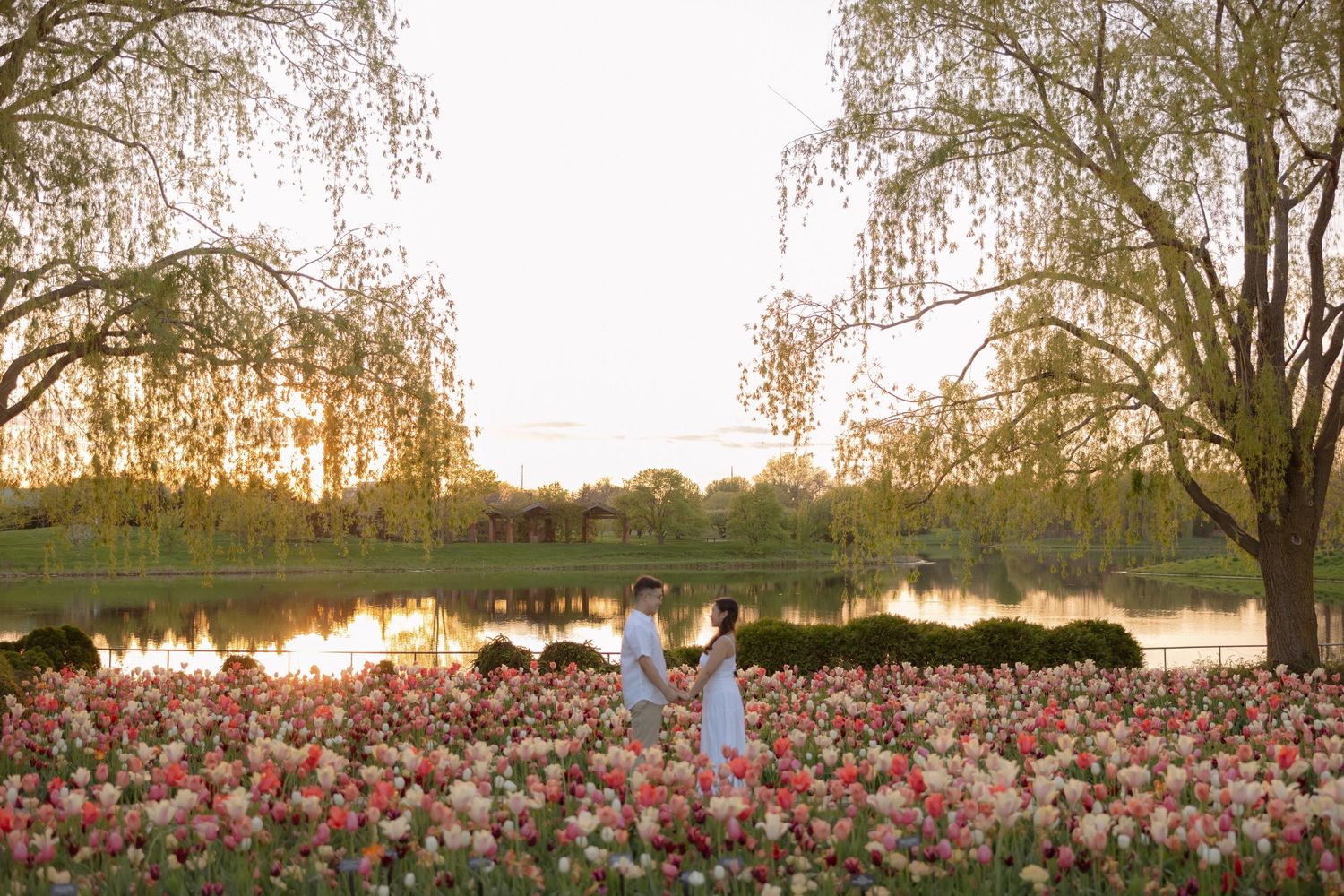 Couple holds hands in a vibrant tulip field at sunset near a reflective pond with weeping willow trees.