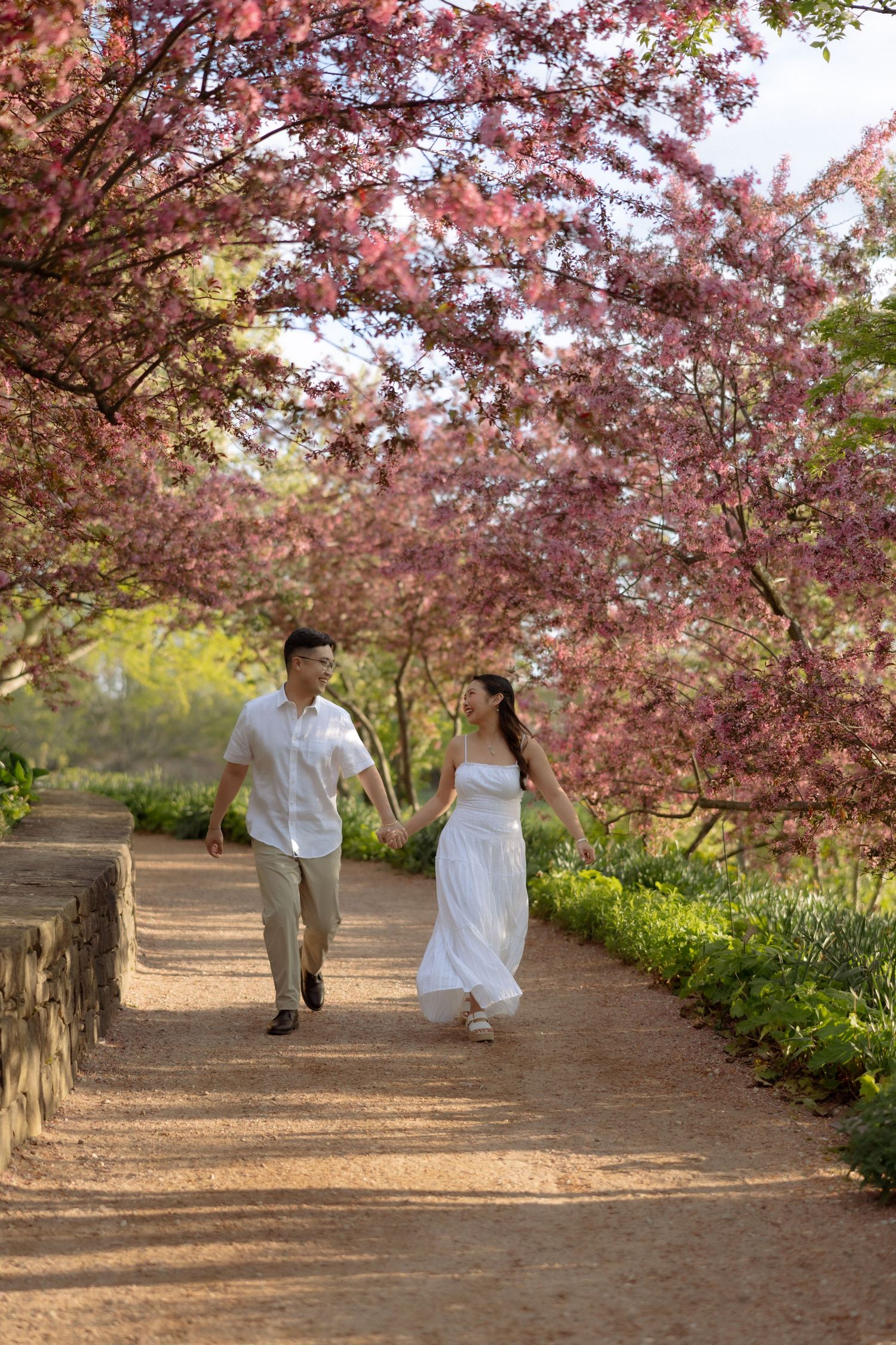 Couple holding hands walking under pink cherry blossom trees on a garden path, woman in white dress.