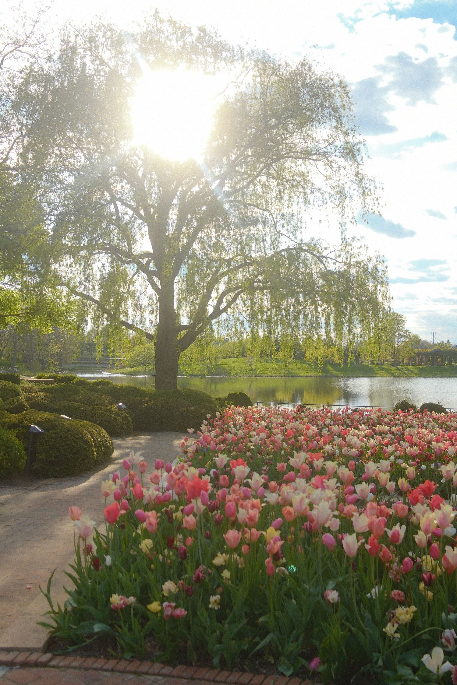 Colorful tulip garden in full bloom beside a serene pond, with a weeping willow tree backlit by golden sunlight.