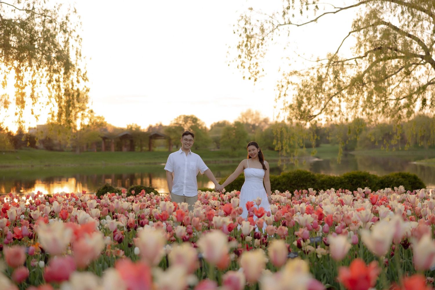 Couple holding hands in a vibrant tulip field at golden hour with a pond and willow trees in background.