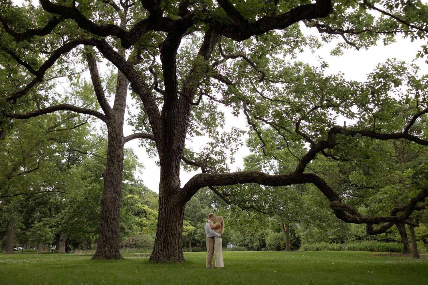 A couple embraces romantically beneath a large sprawling oak tree in a lush green park setting.