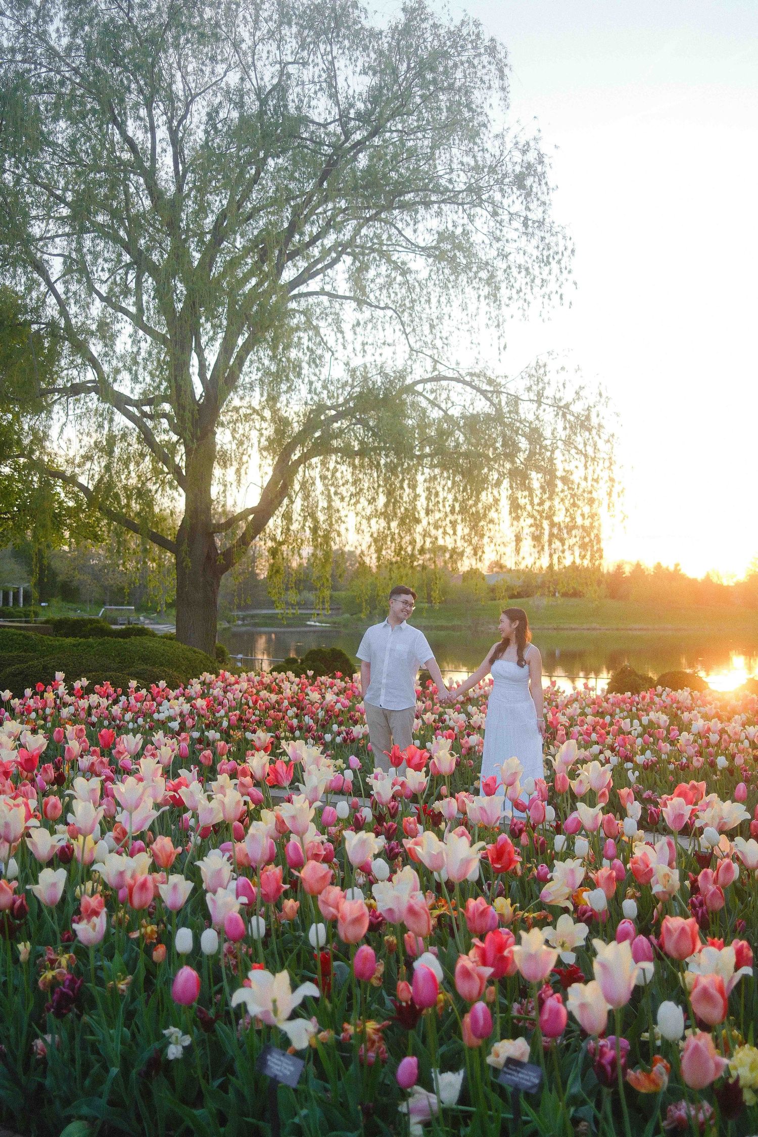 Couple holding hands in a vibrant tulip field at golden hour with a weeping willow tree backdrop.