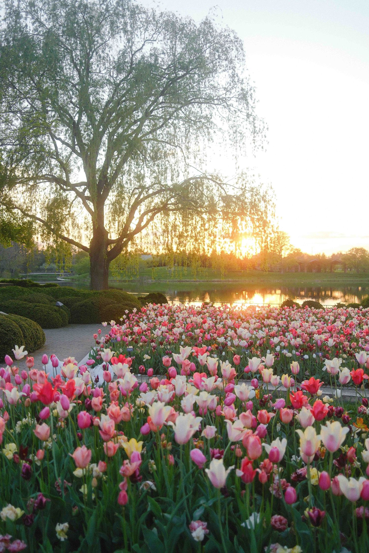 Colorful tulip garden in full bloom at sunset with a weeping willow tree reflecting on a tranquil pond.