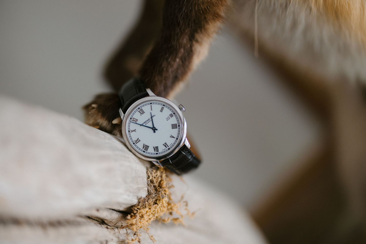 Close-up of classic silver wristwatch with Roman numerals resting on fox taxidermy fur.