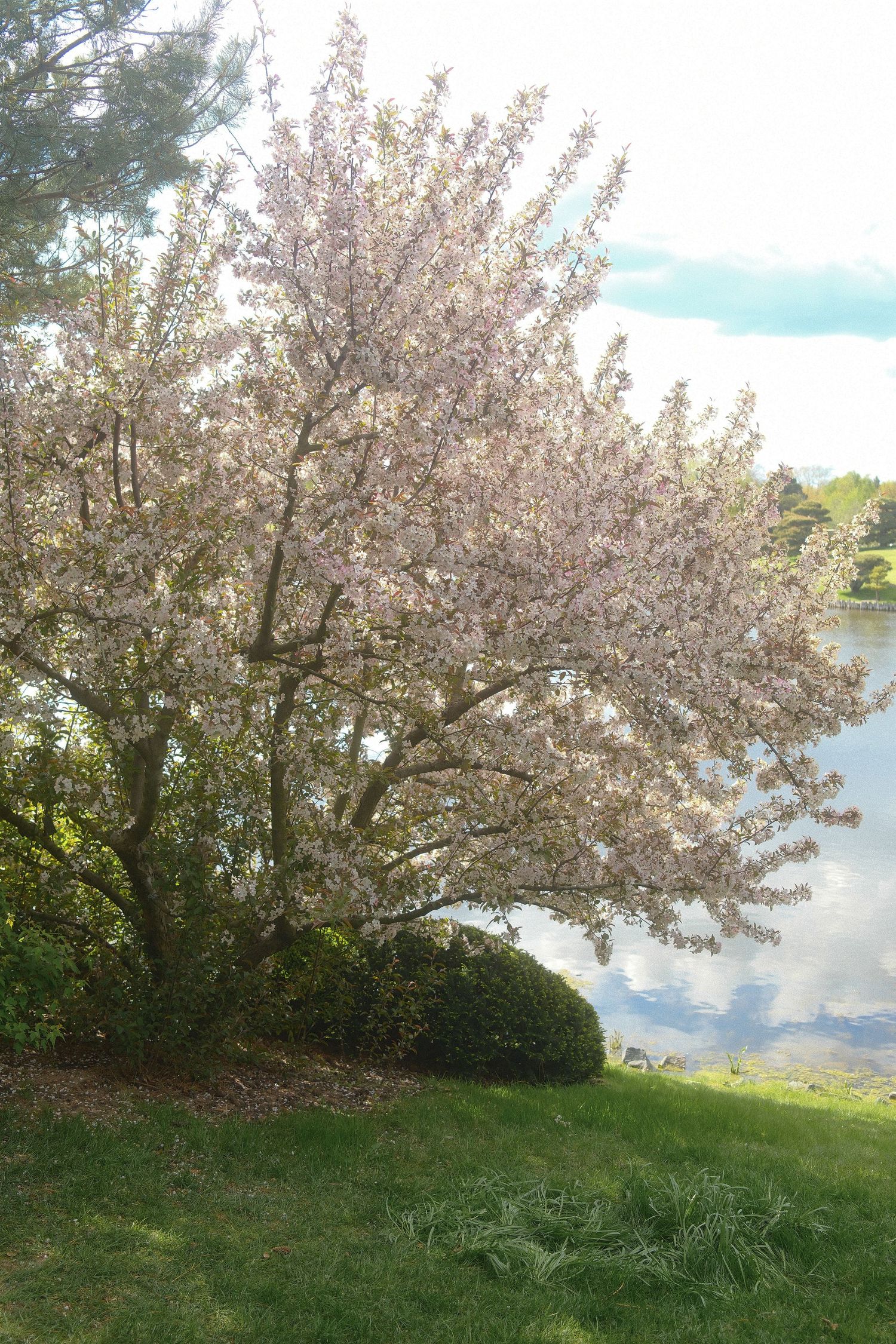 Cherry blossom tree in full bloom beside a reflective lake on a green lawn in spring.