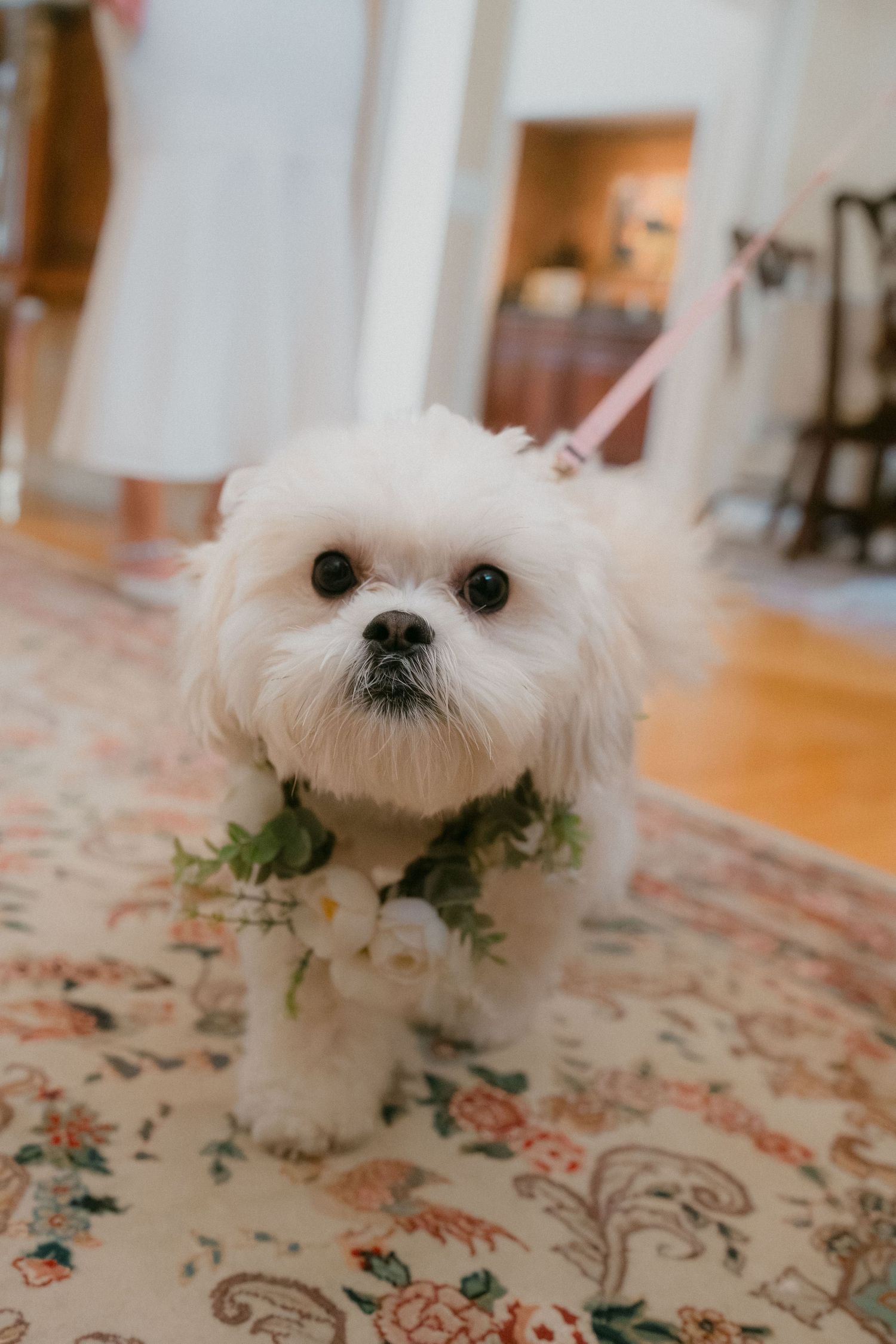 Adorable white Maltese dog wearing floral collar at wedding ceremony.