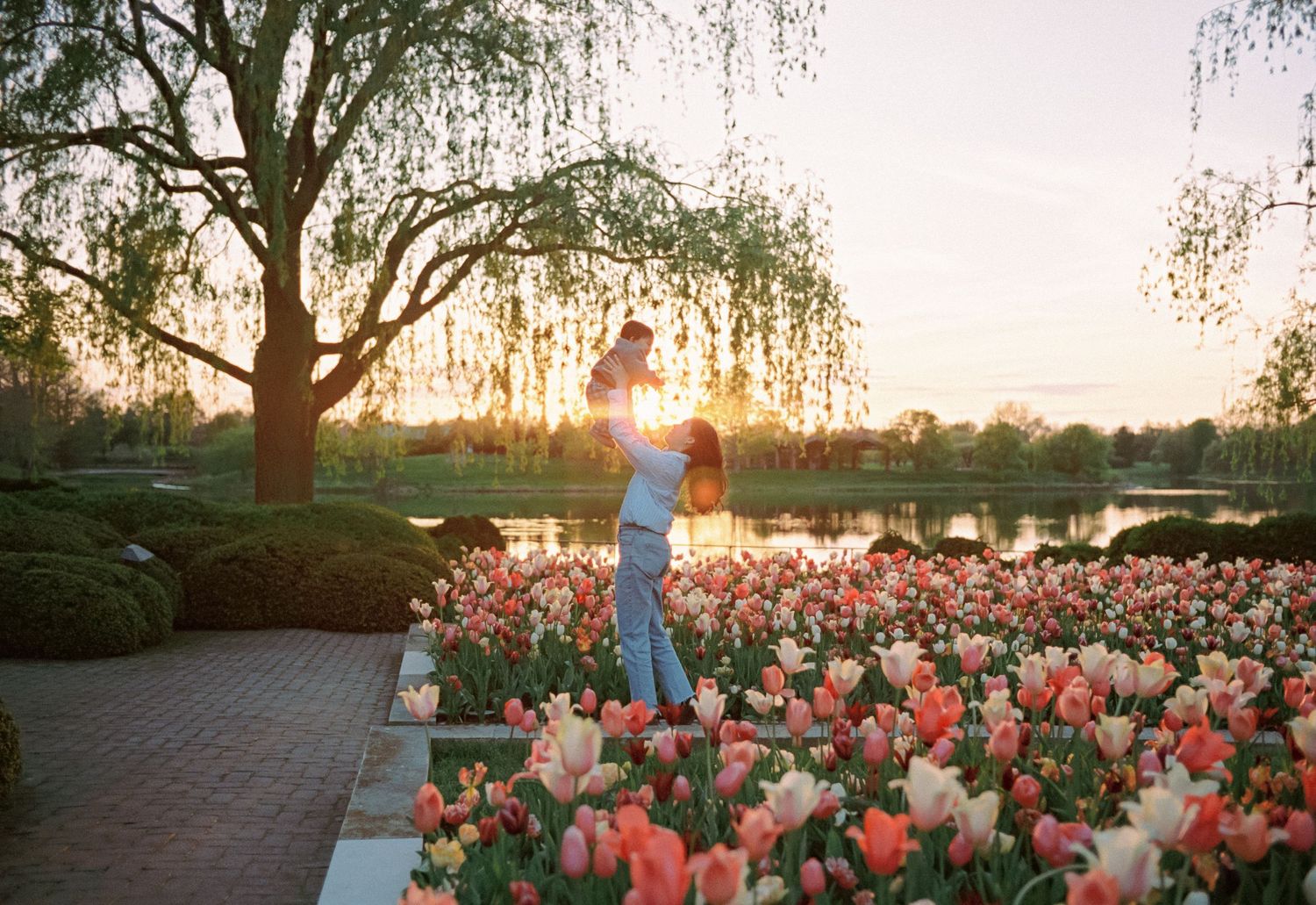 Person lifting child among colorful tulips at sunset near a pond with weeping willow trees in a garden.