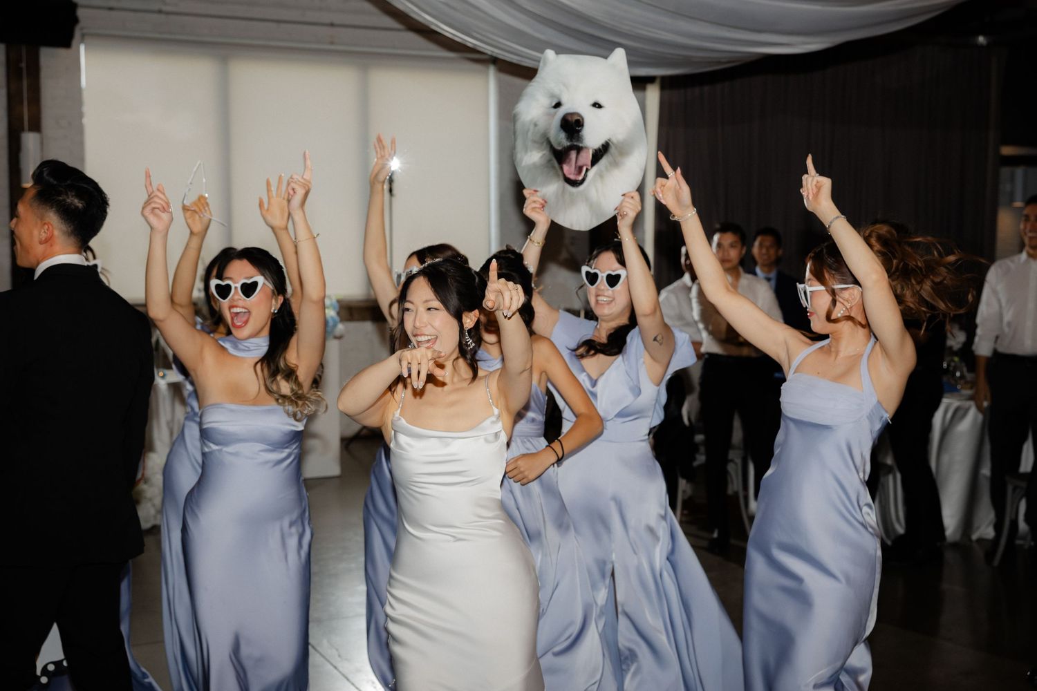 Bride and bridesmaids in blue dresses celebrate at wedding reception with a happy Samoyed dog photobombing the group.