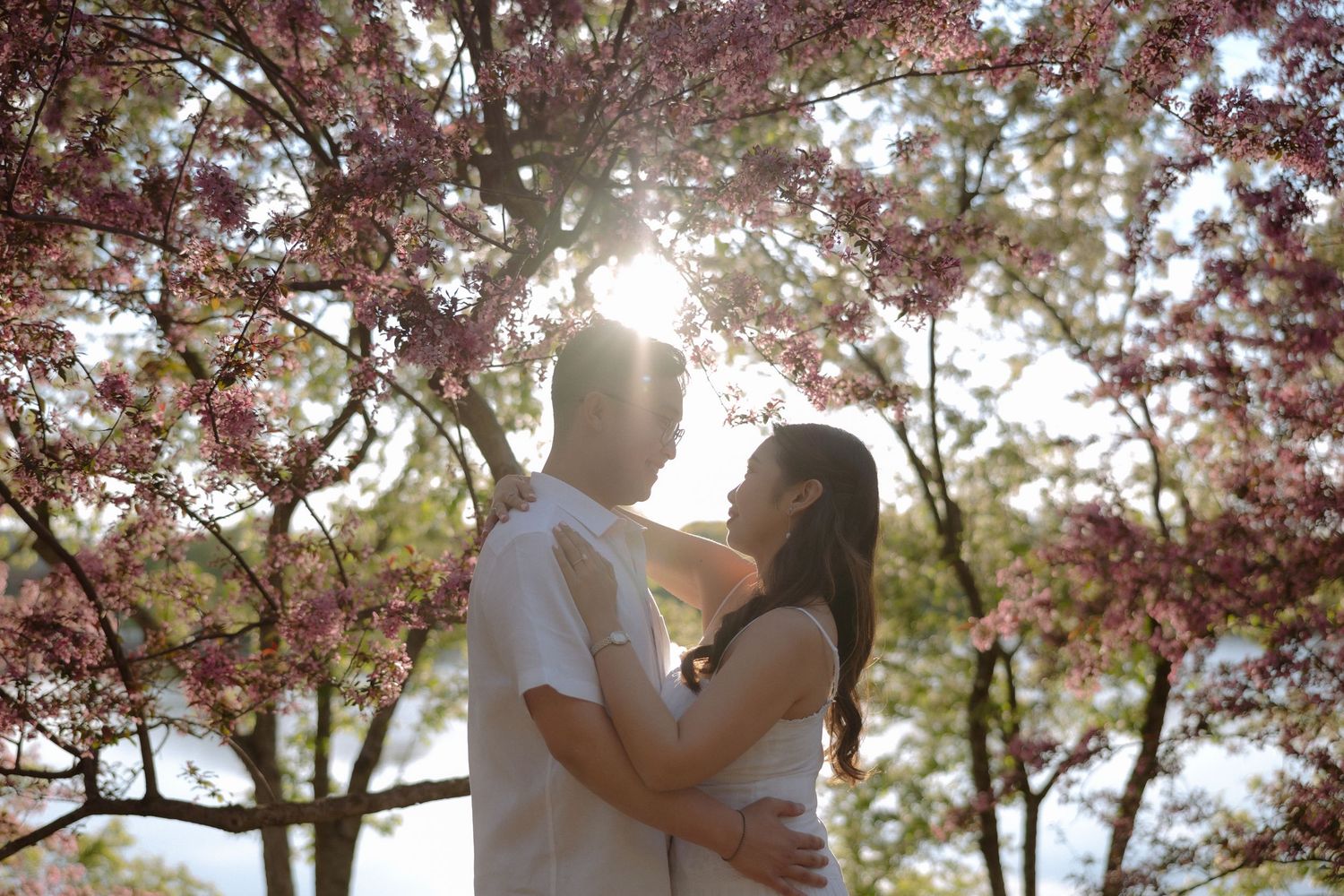 Couple embracing under blooming cherry blossom trees with sunlight filtering through pink flowers.