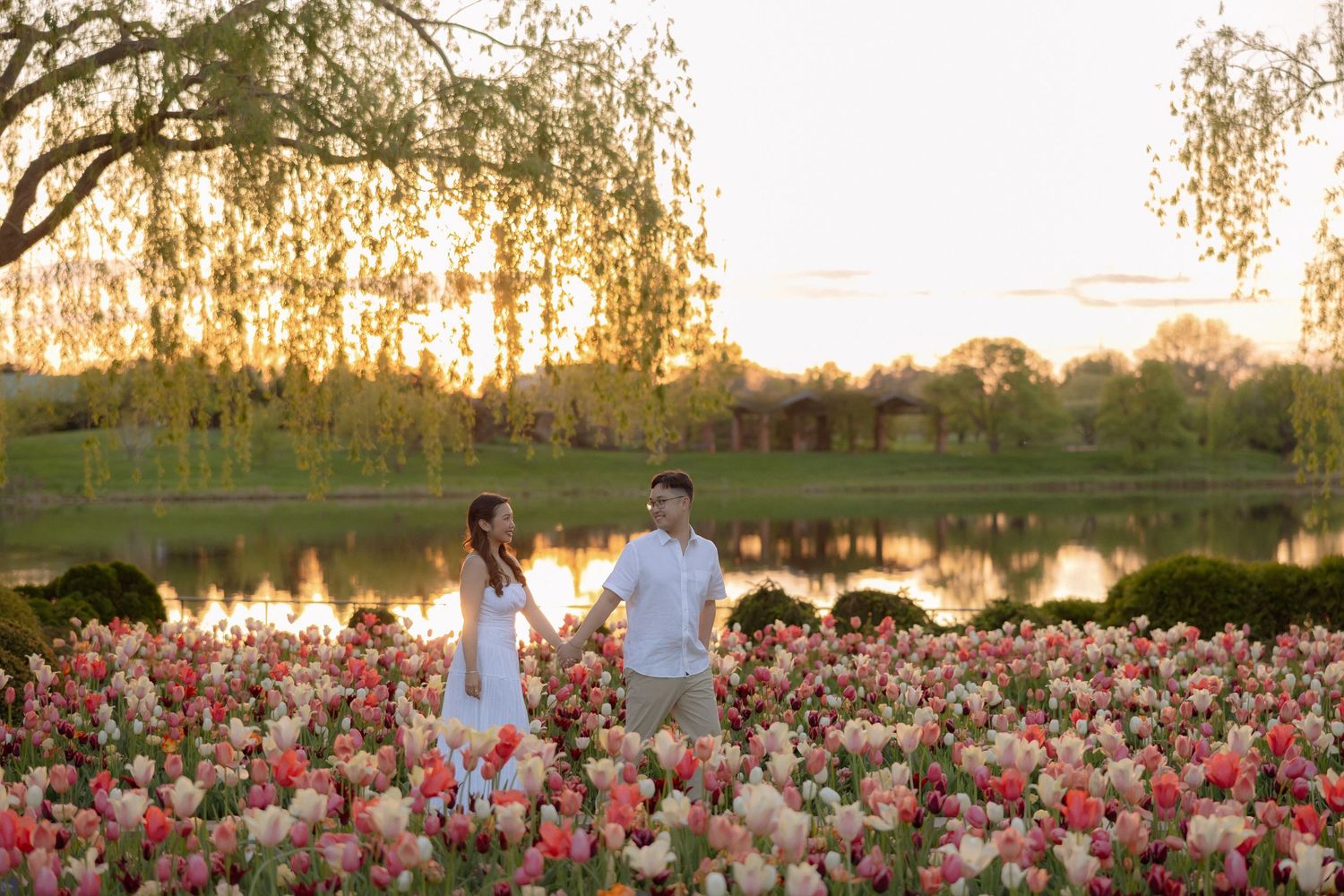 Couple holding hands in a vibrant tulip field at golden hour with a reflective pond and willow trees behind them.