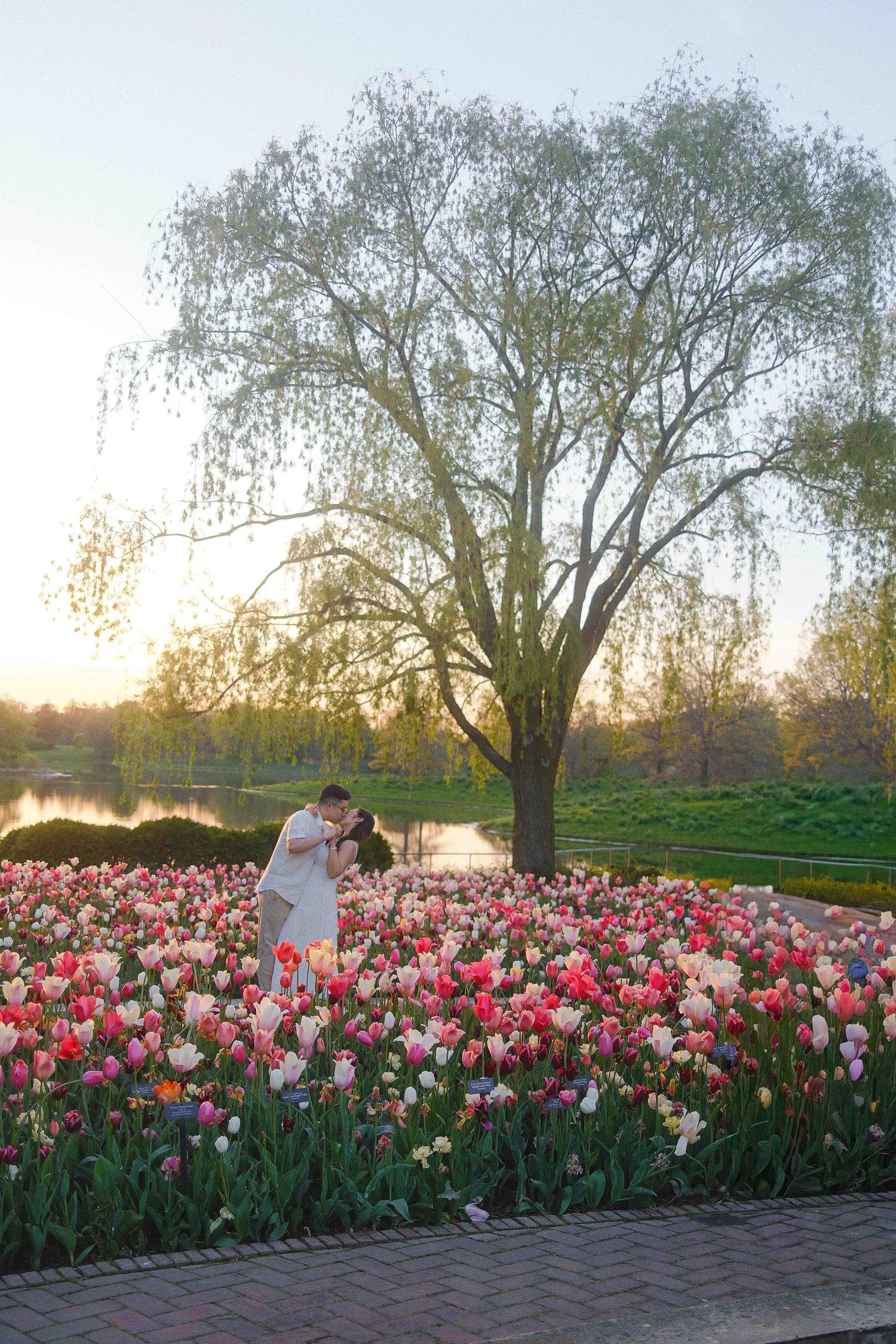 Couple embracing in a vibrant tulip garden at sunset with a weeping willow tree and pond in the background.