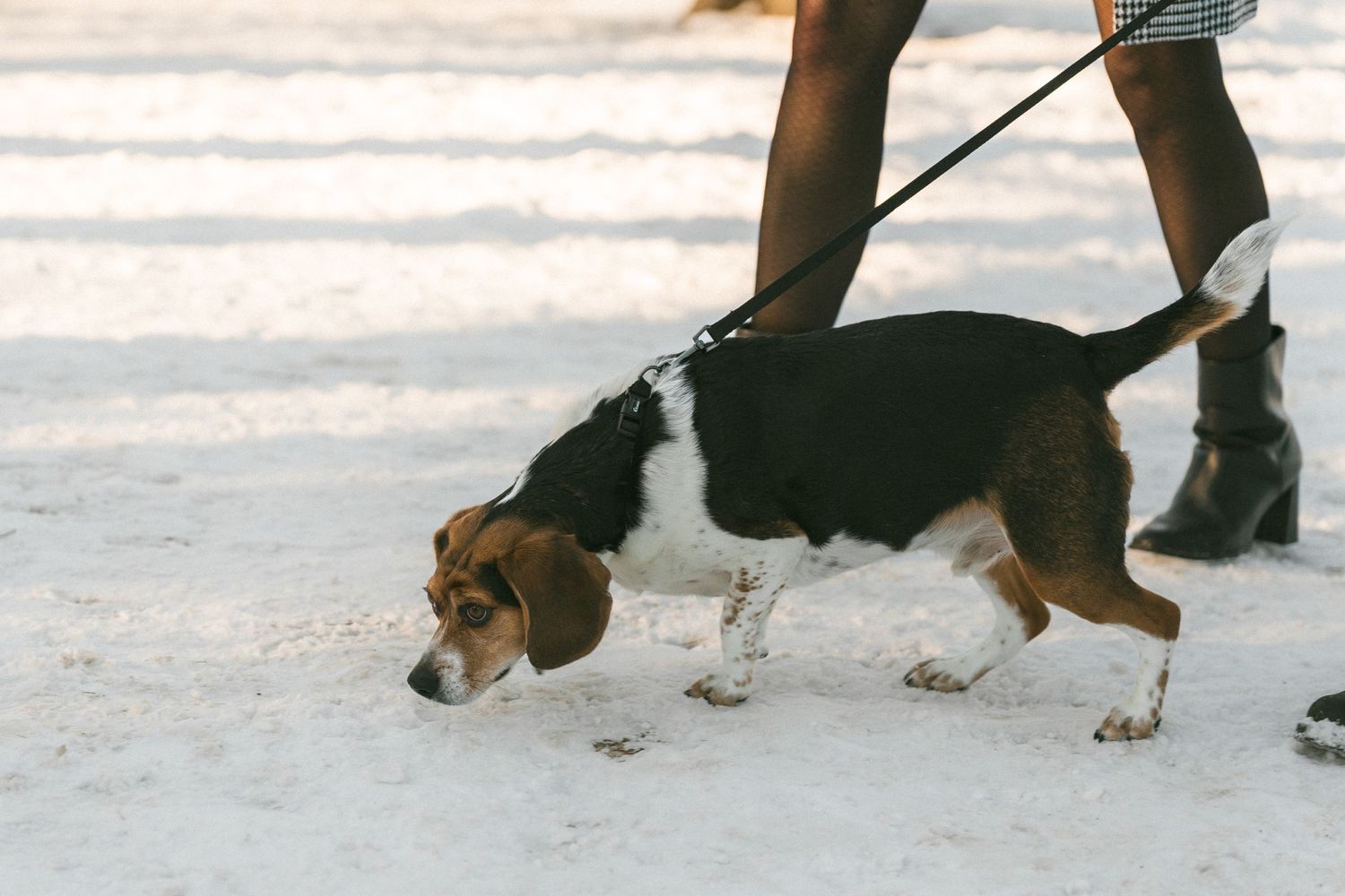 A beagle dog on a leash sniffing the snowy ground during a winter walk.