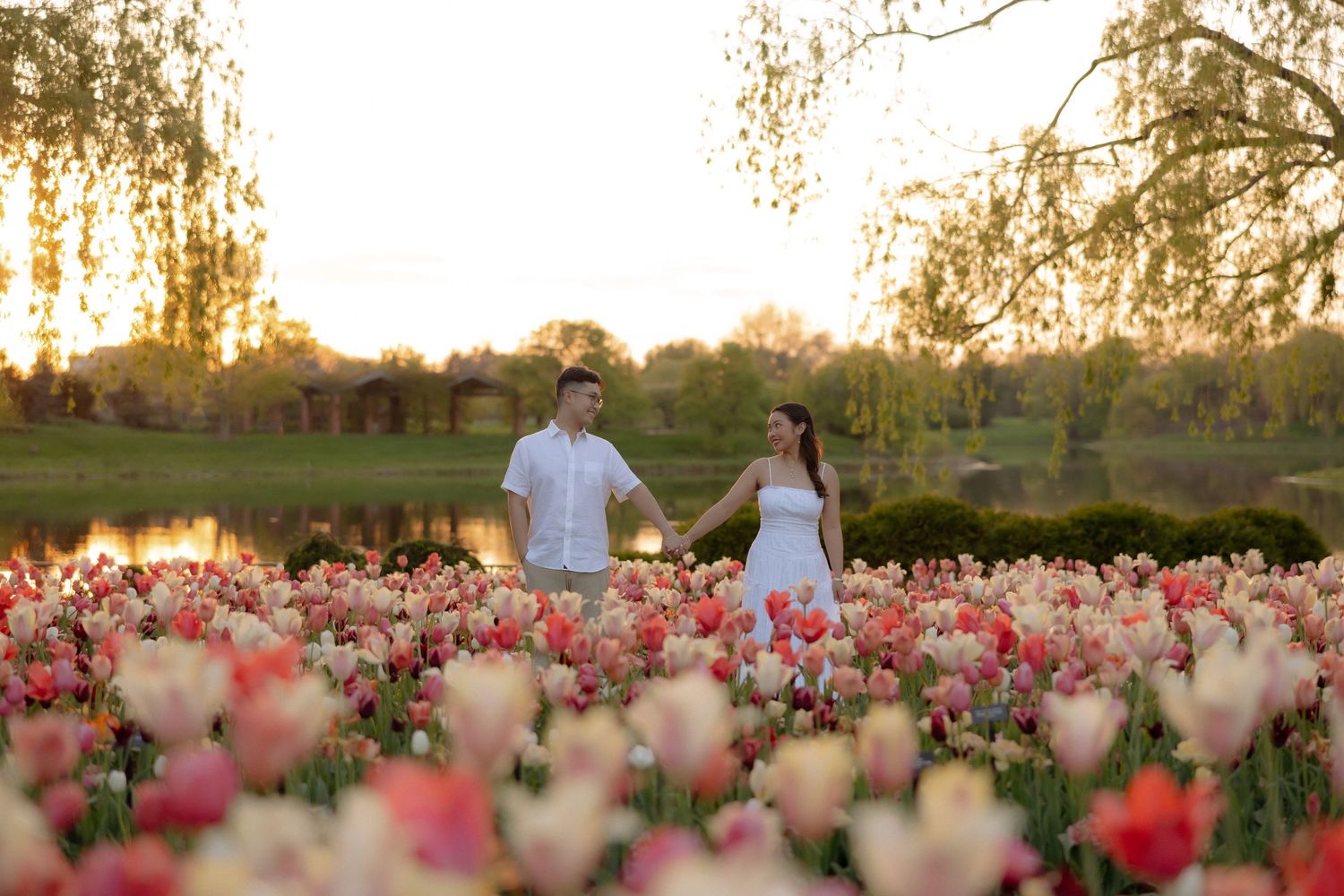 Couple holding hands in a vibrant tulip field at golden hour with a pond and willow trees in the background.