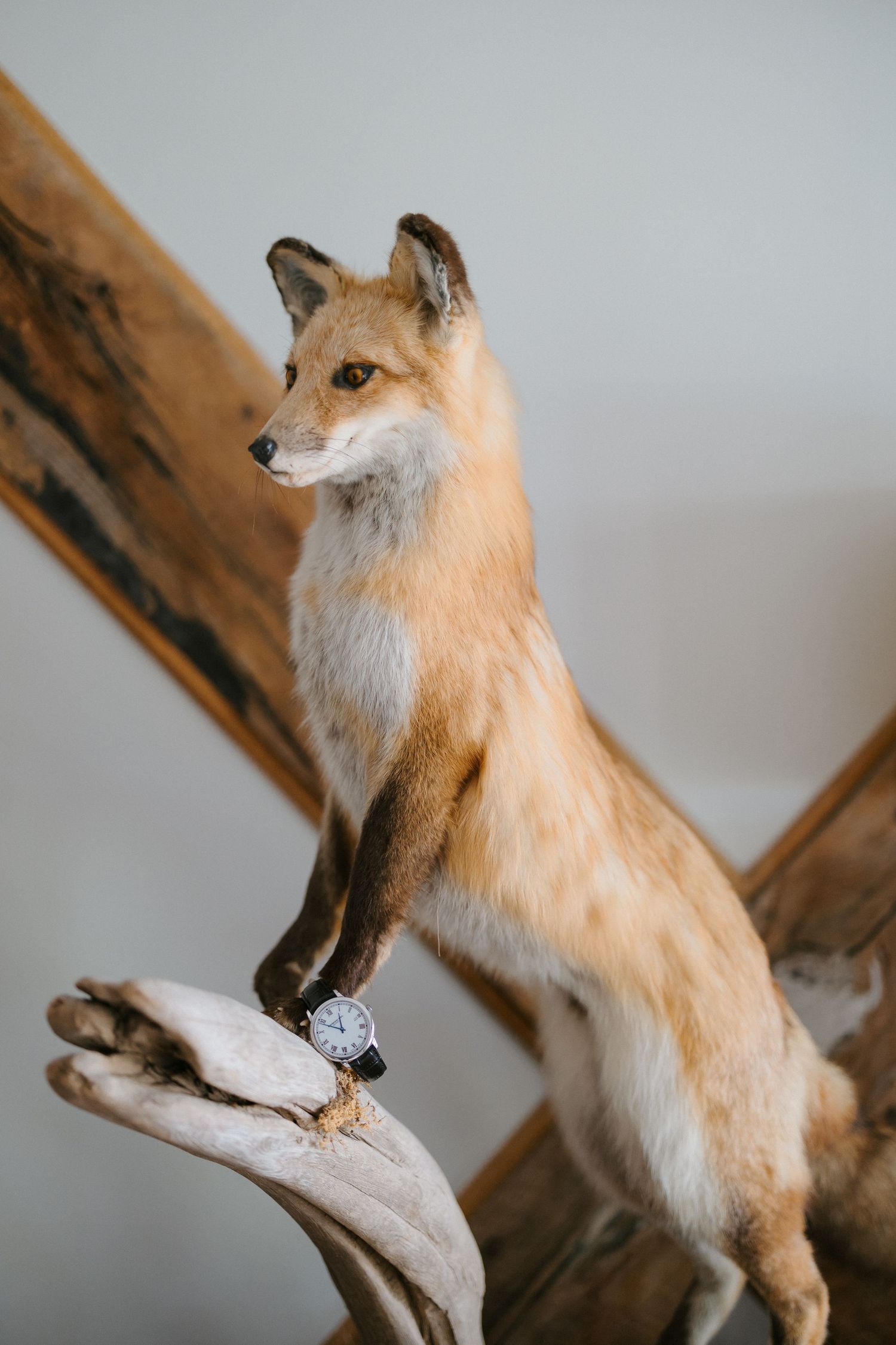 Realistic red fox taxidermy mount posed on driftwood with a wristwatch around its leg.