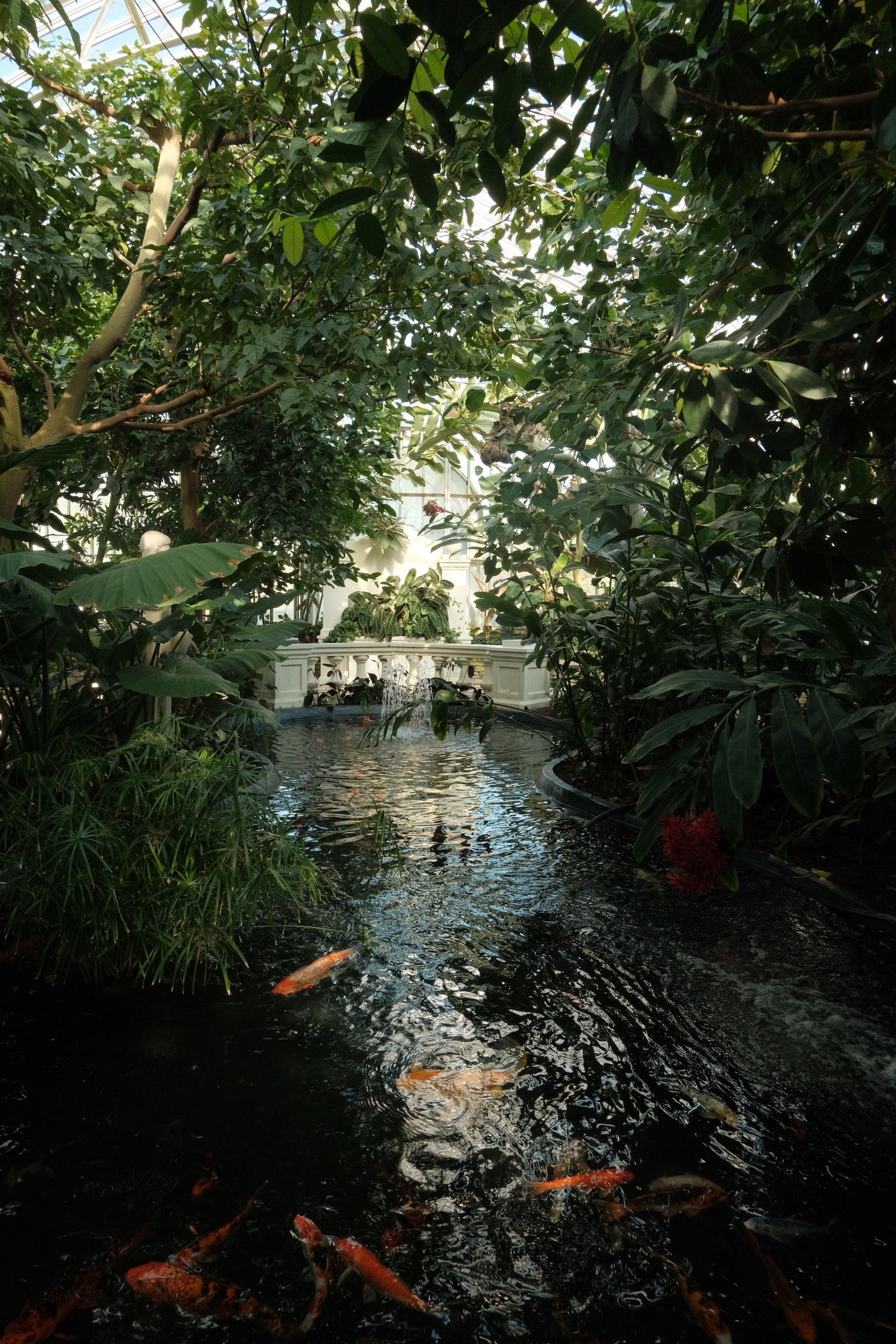 Colorful koi fish swimming in a serene indoor garden pond surrounded by lush tropical plants.