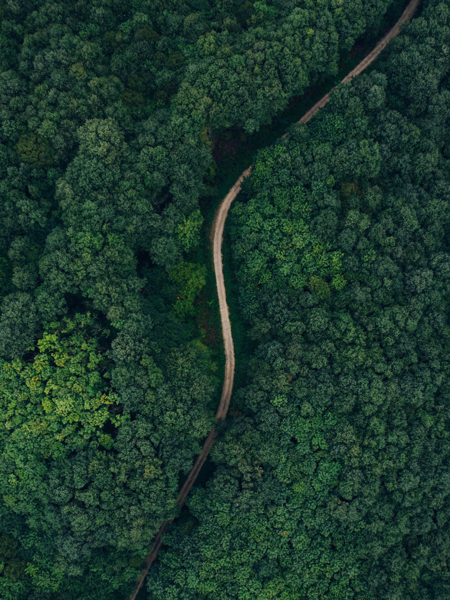 Aerial drone view of the Hyrcanian forest in northern Iran, a UNESCO World Heritage Site, showing dense green tree canopy covering rolling h