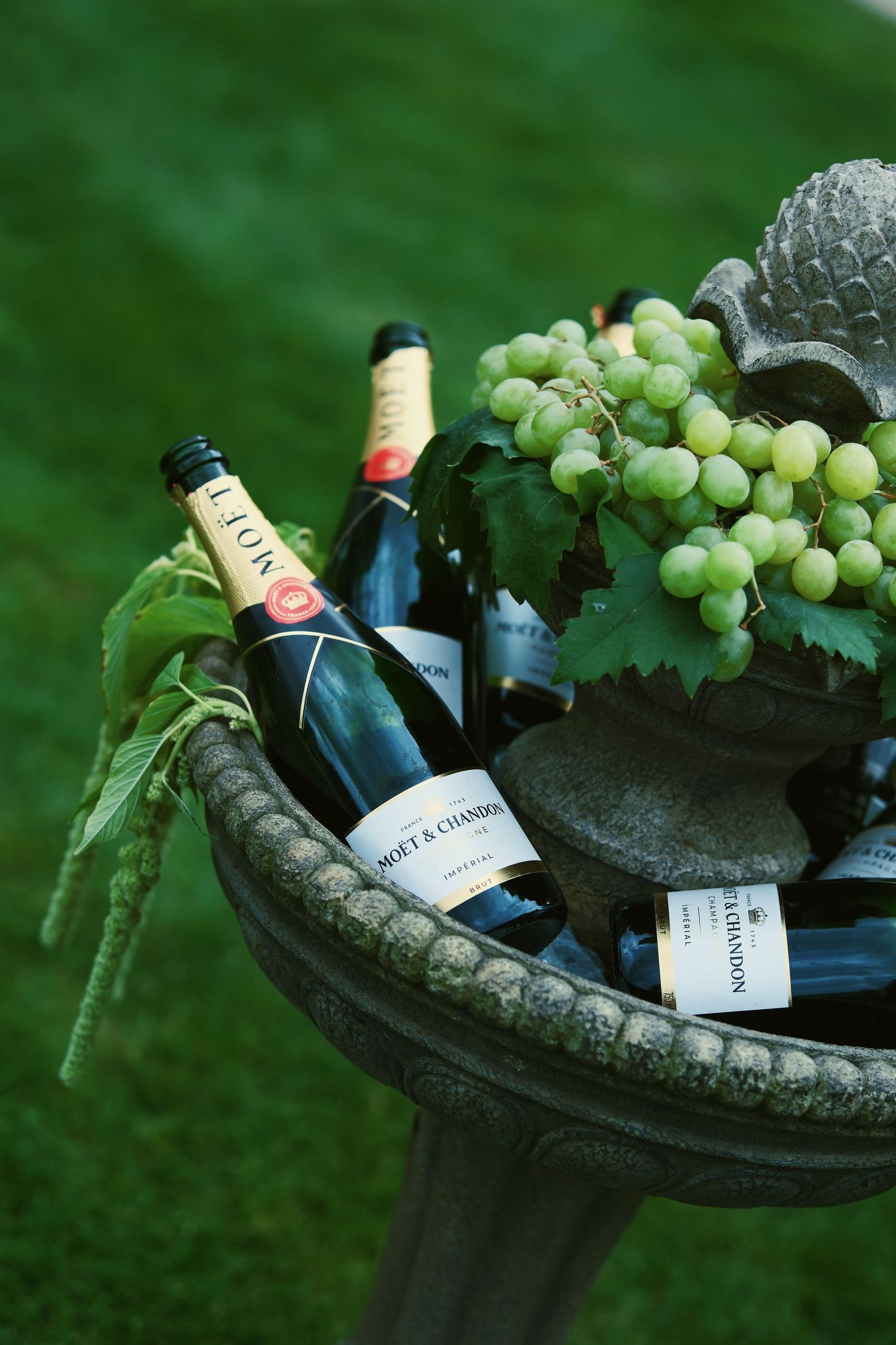 Moet & Chandon champagne bottles and fresh green grapes displayed in a stone birdbath on a lush green lawn.