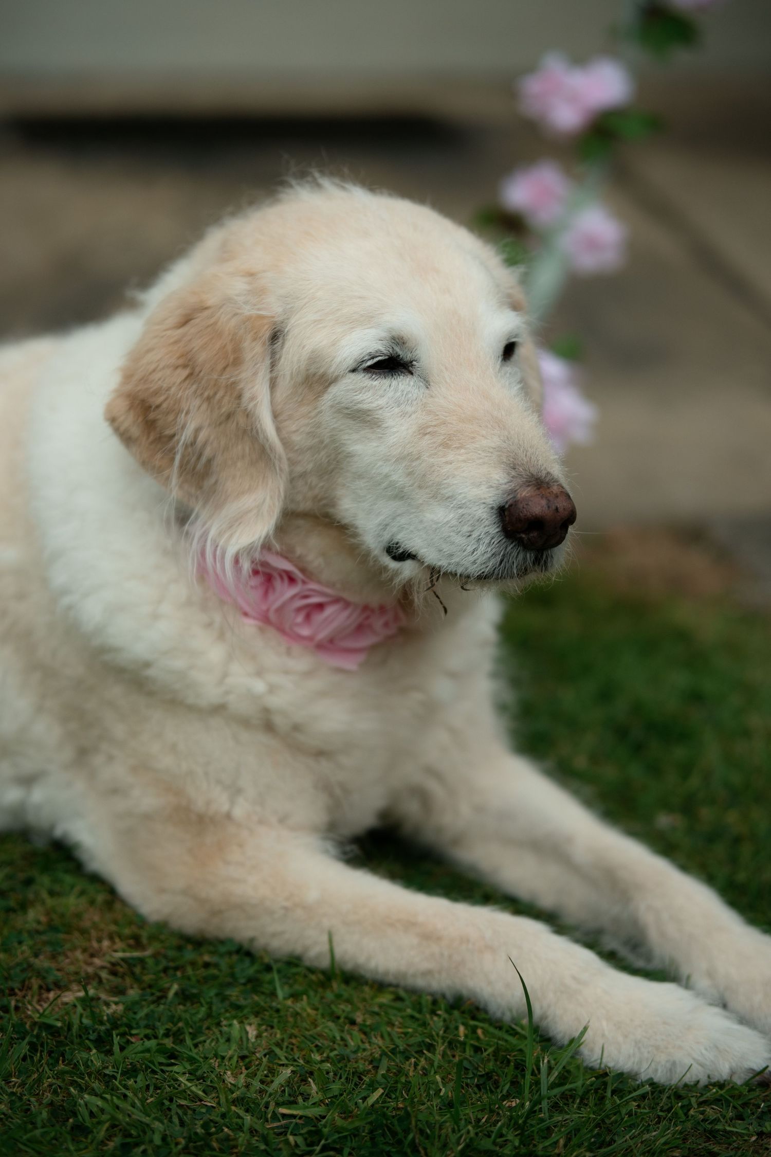 Fluffy golden dog wearing a pink floral collar resting on green grass at an outdoor wedding celebration.