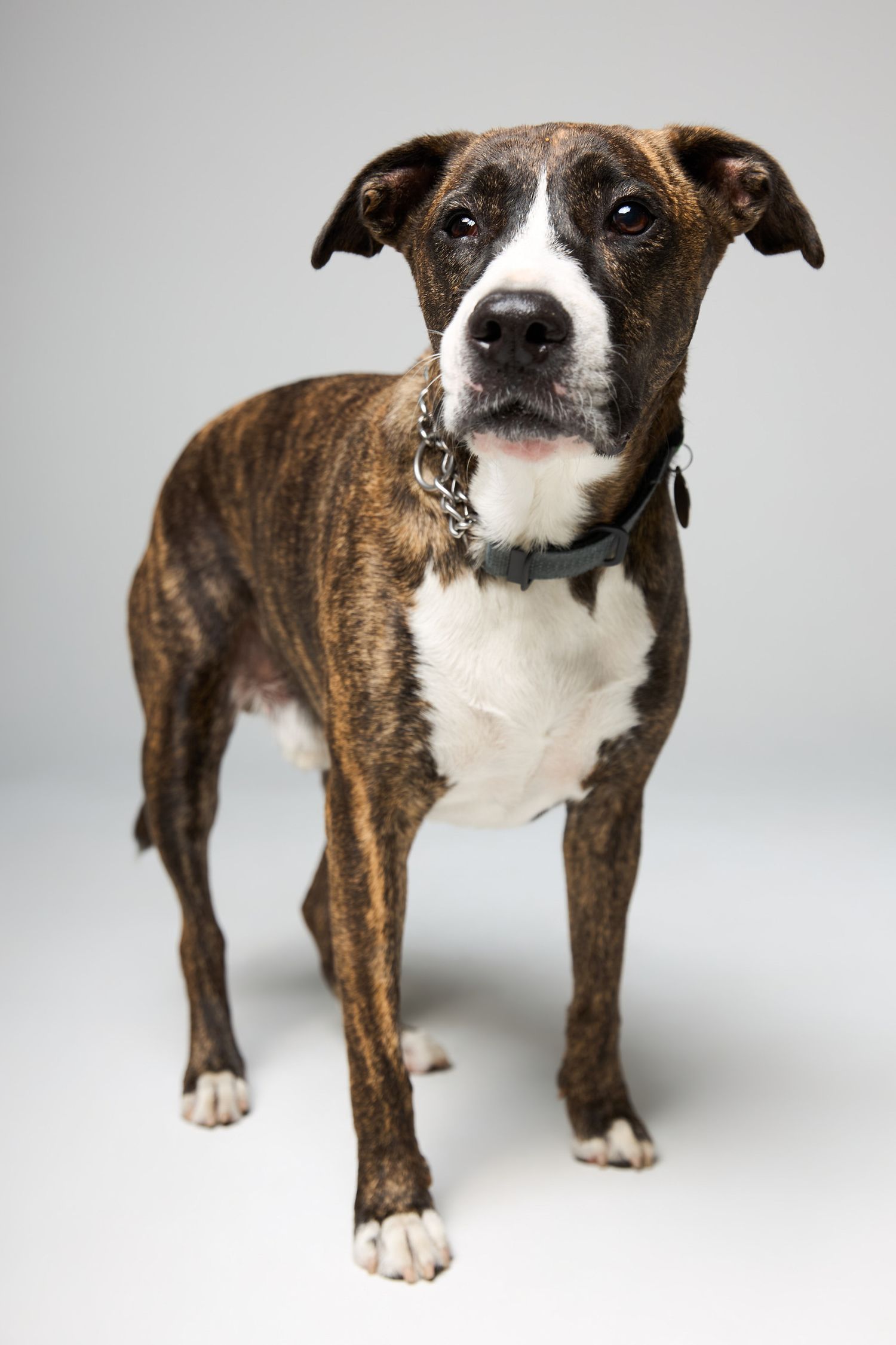 Brindle boxer dog with white markings standing alert in studio, wearing a chain collar, against gray background.