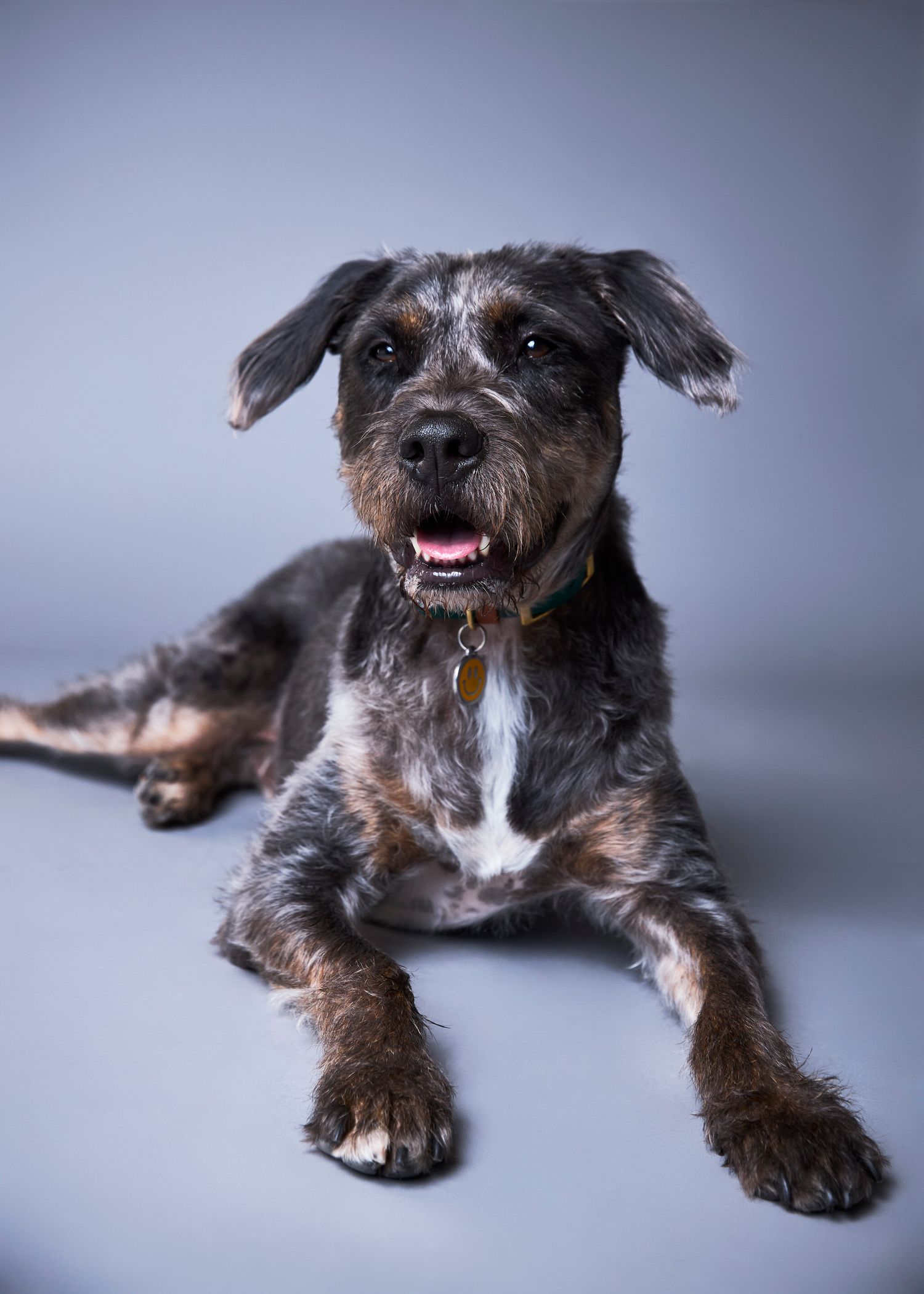 A scruffy black and gray terrier mix dog lying down with mouth open, wearing a collar with tags, on a gray background.